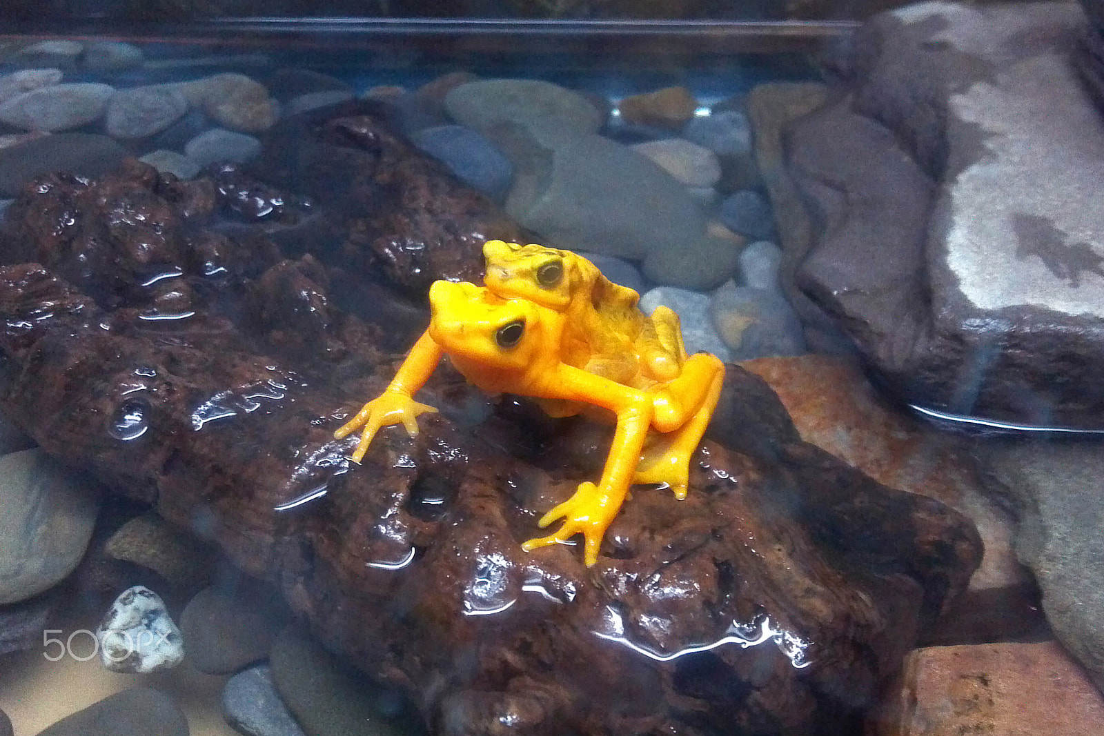 Motorola Photon 4G sample photo. Yellow frogs photography