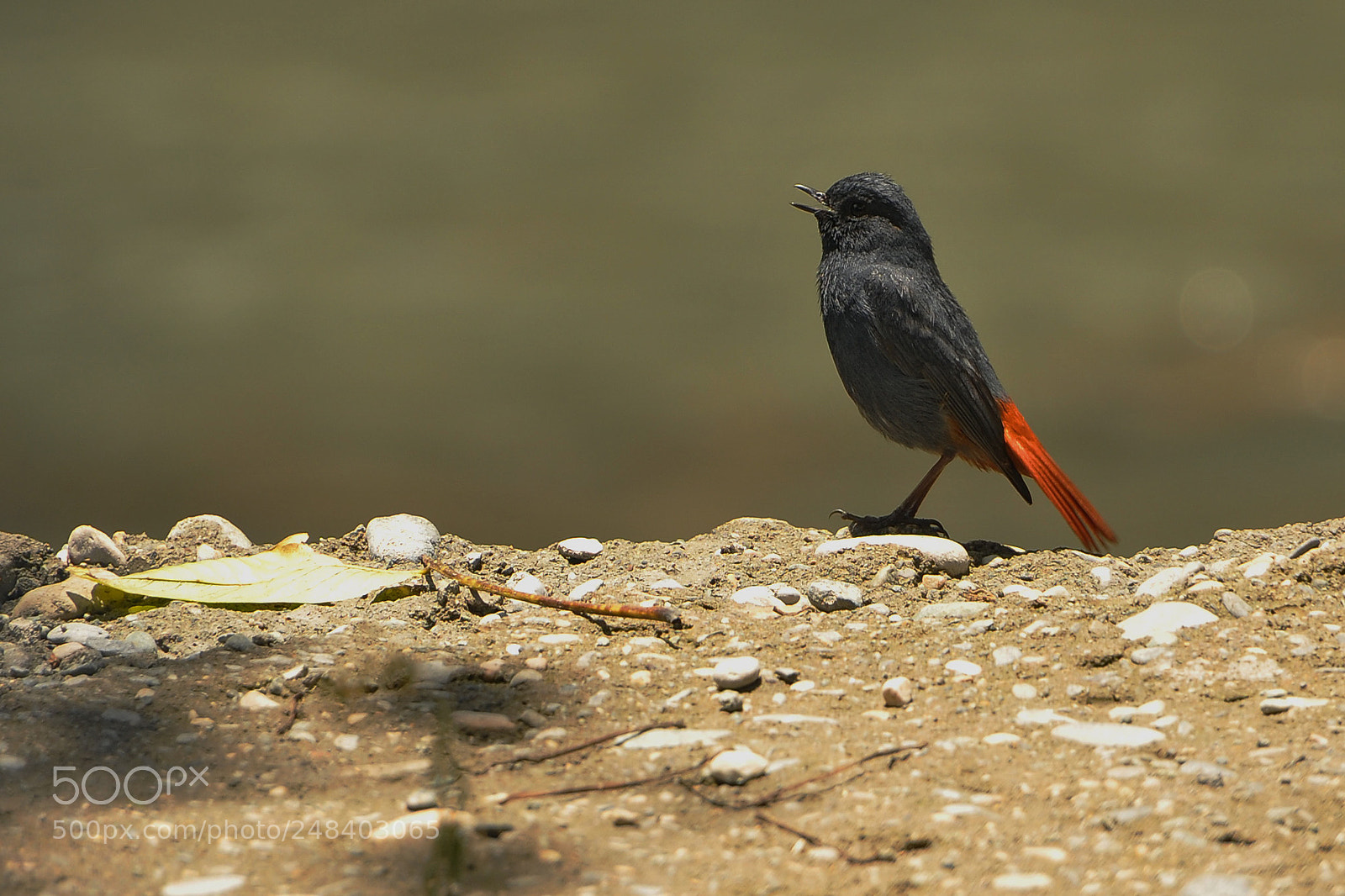 Nikon D300S sample photo. Bird photography
