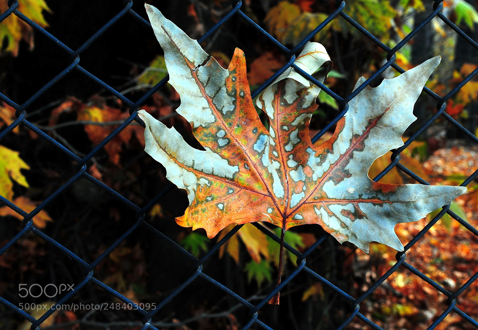 Nikon D3000 sample photo. Chinar leaf photography