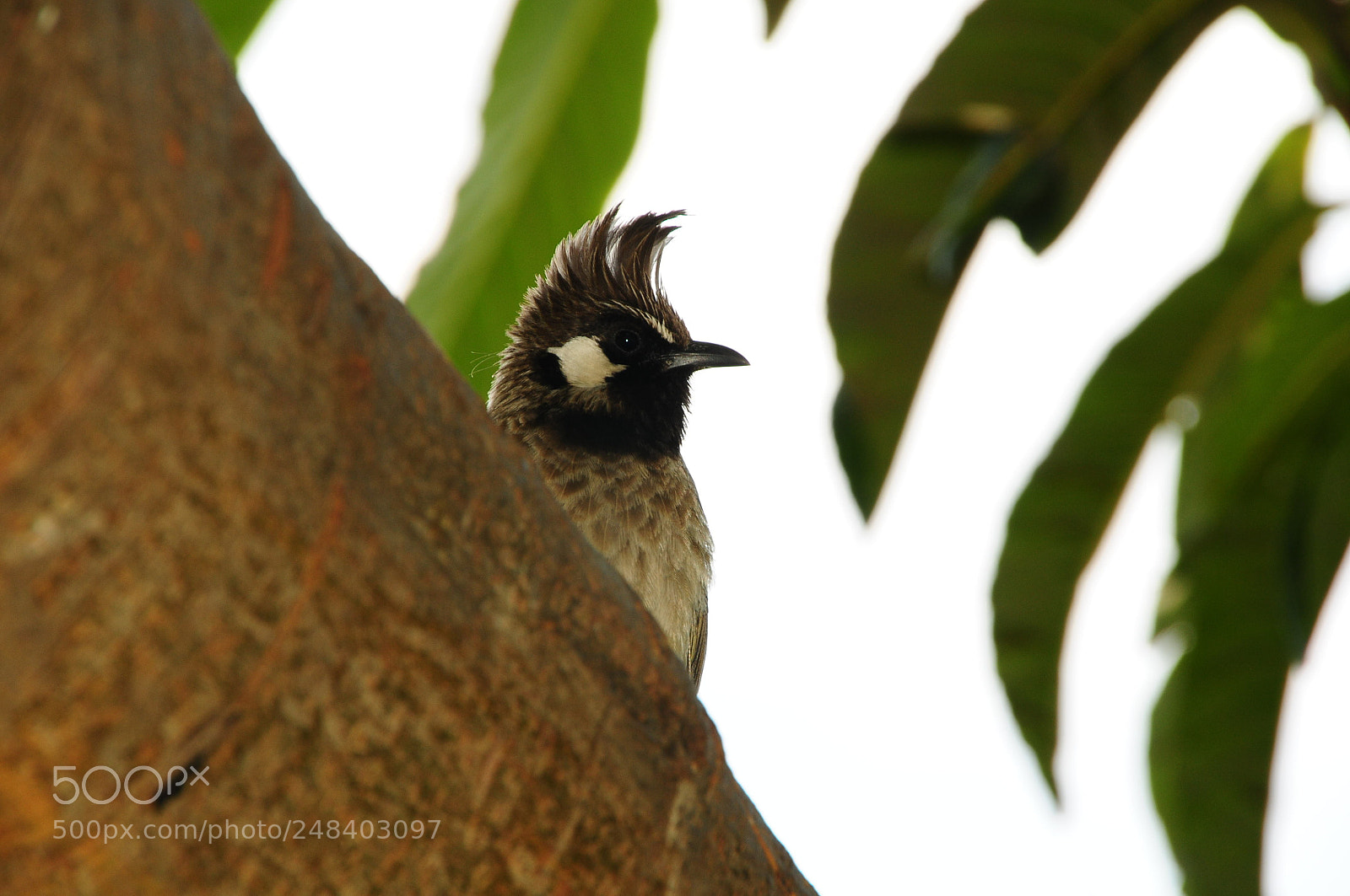 Nikon D300S sample photo. Bulbul photography