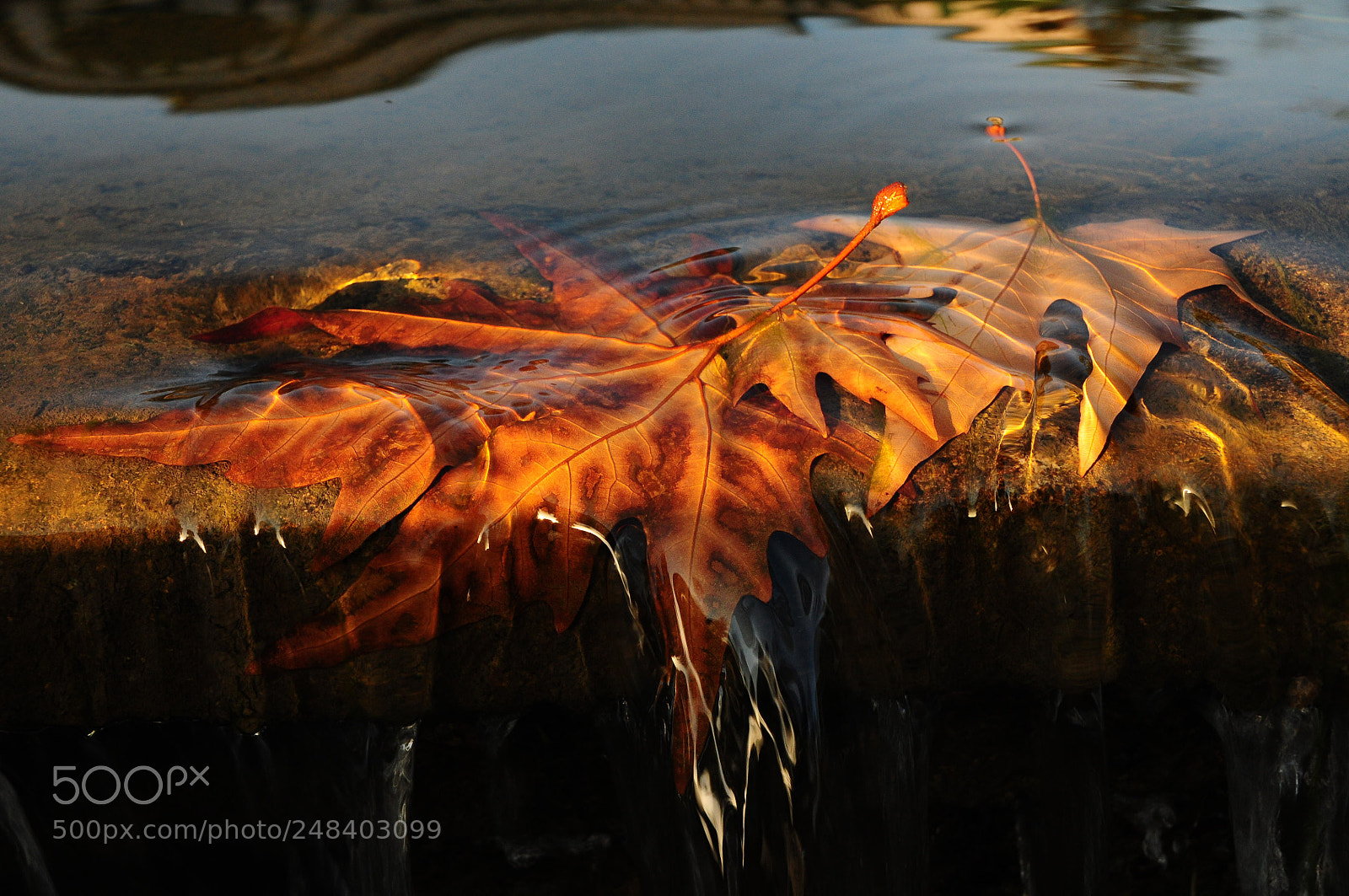 Nikon D300S sample photo. Chinar leaf photography