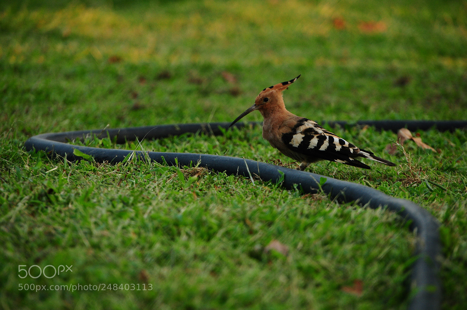 Nikon D300S sample photo. Hoopoe photography