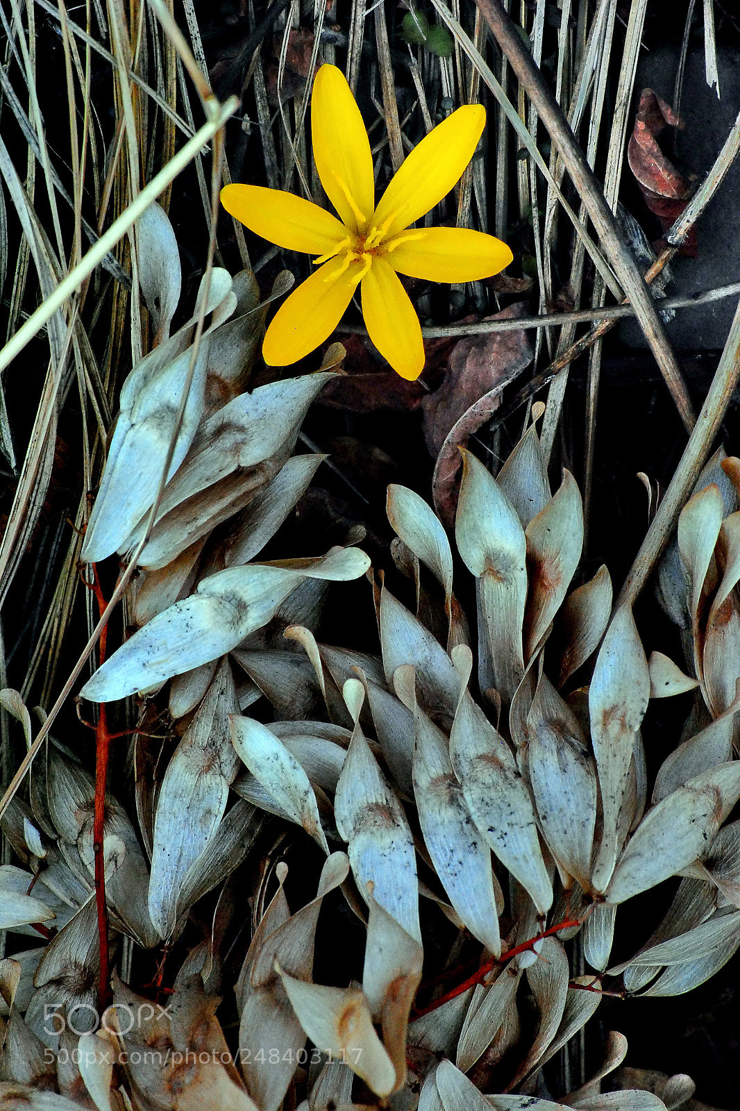 Nikon D3000 sample photo. Flower photography