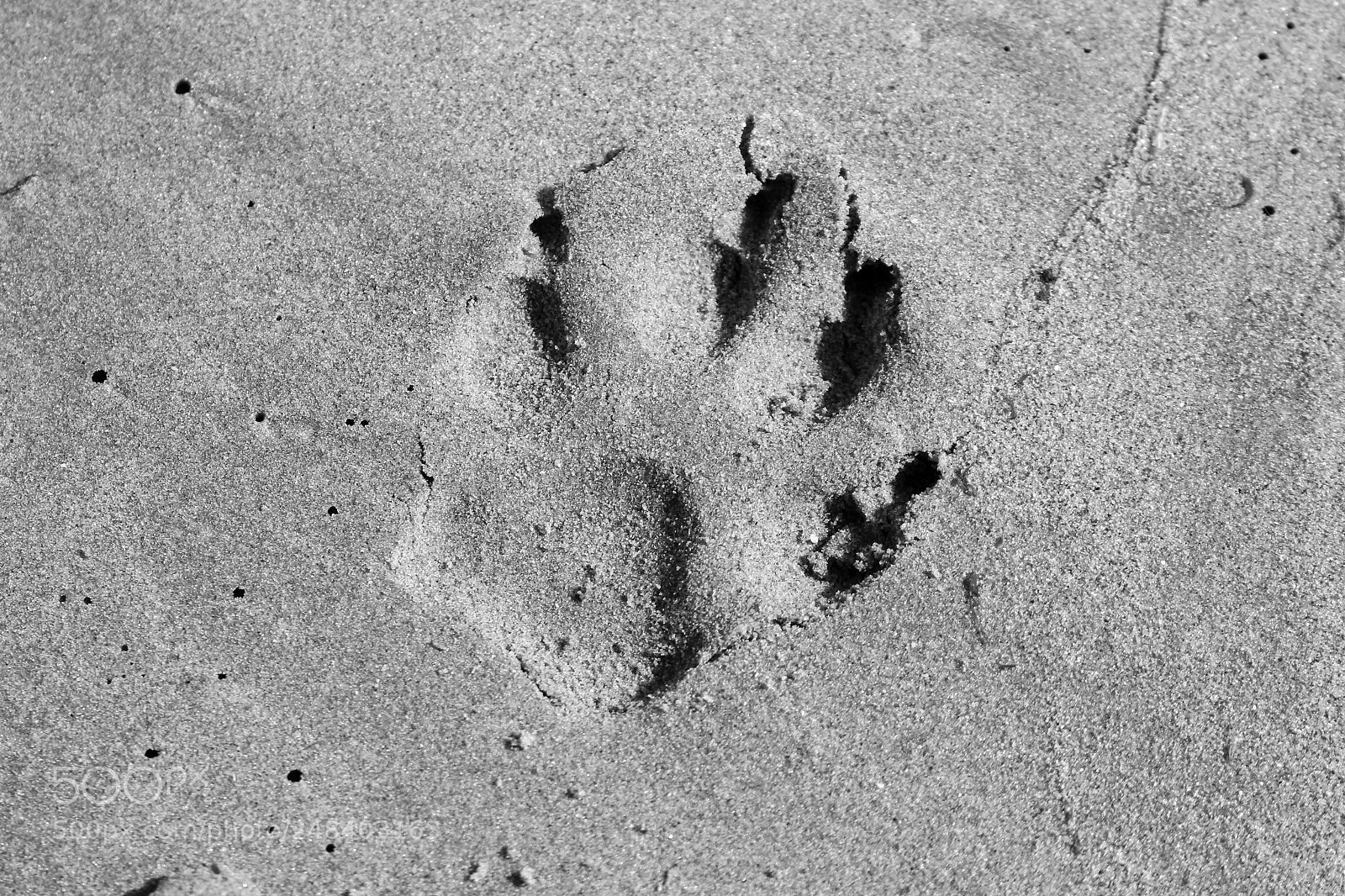 Canon EOS 100D (EOS Rebel SL1 / EOS Kiss X7) sample photo. Dog paw print b photography