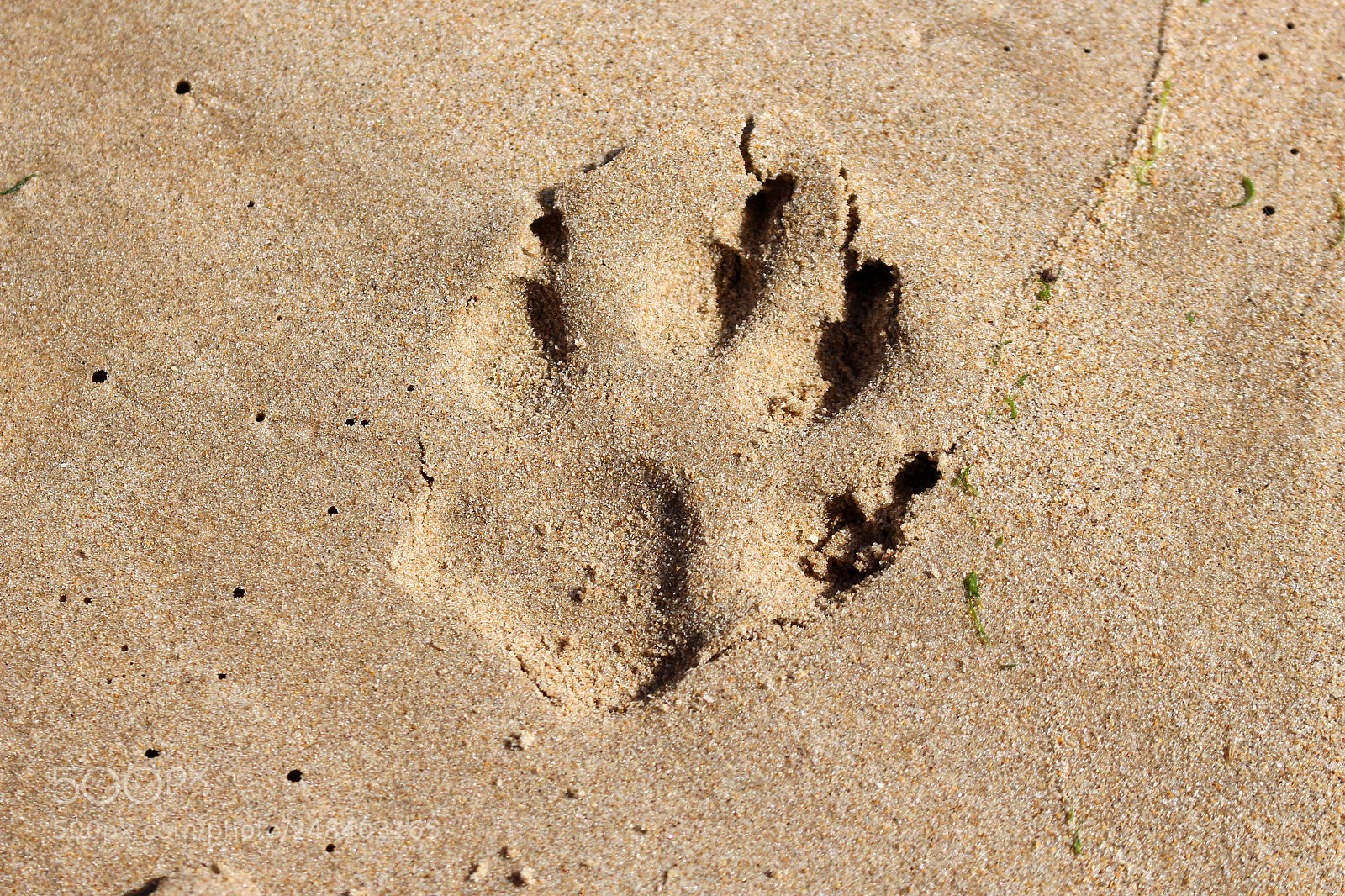 Canon EOS 100D (EOS Rebel SL1 / EOS Kiss X7) sample photo. Dog paw print photography