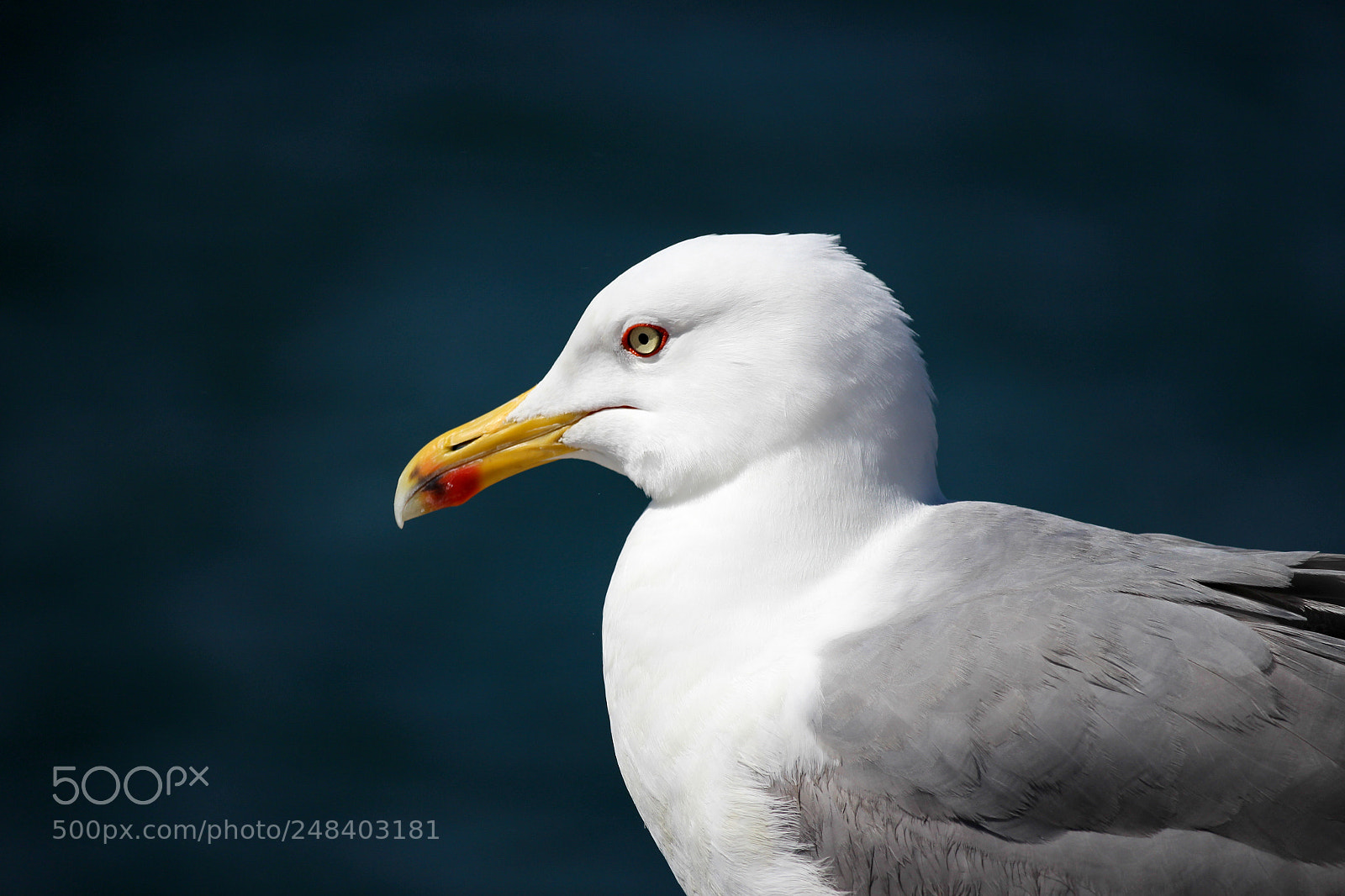 Canon EOS 100D (EOS Rebel SL1 / EOS Kiss X7) sample photo. Seagul portrait photography