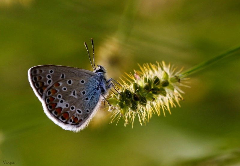 Sigma 105mm F2.8 EX DG Macro sample photo. Beauty photography