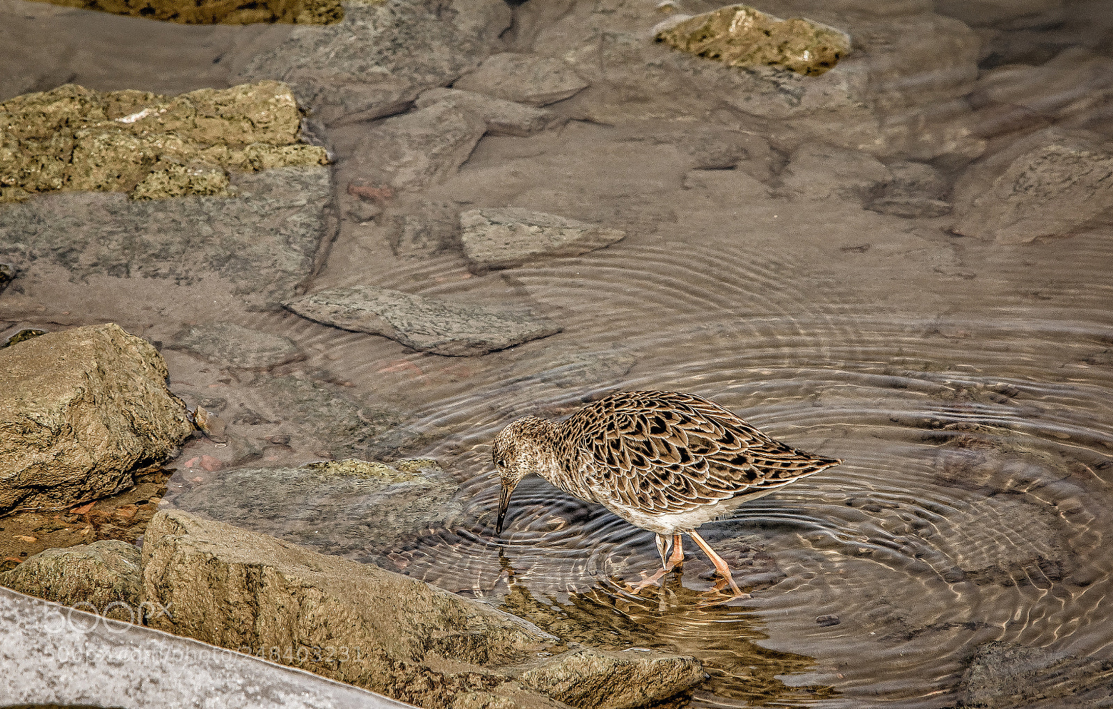 Nikon D7100 sample photo. Wading bird photography