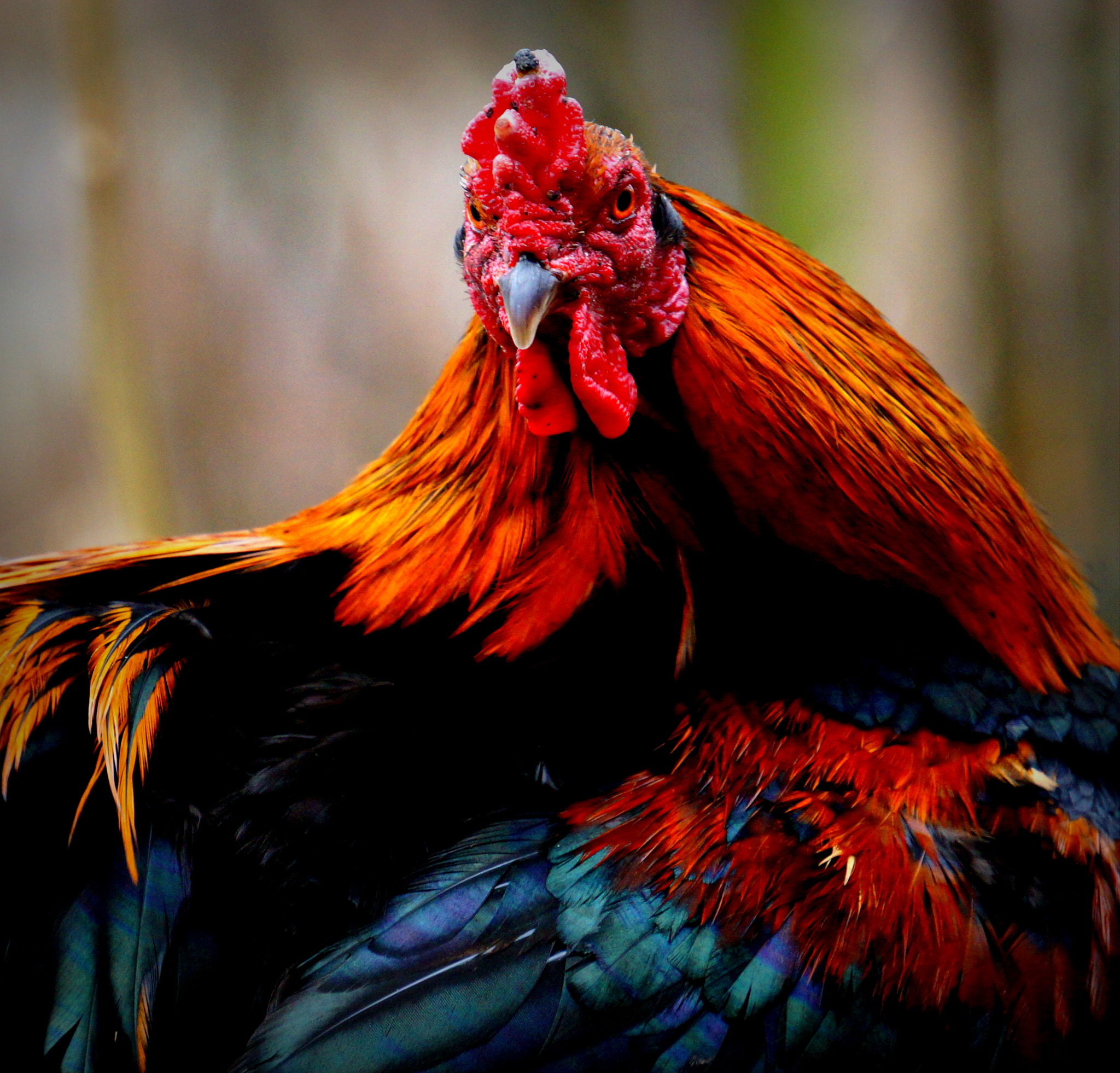 Hasselblad Lunar sample photo. 'cock of the walk'!:> photography
