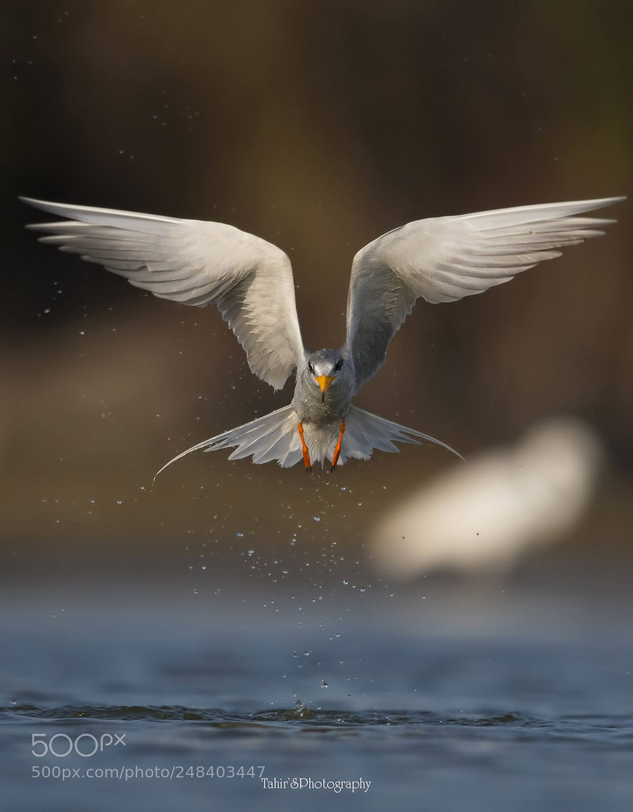 Nikon D500 sample photo. The river tern photography