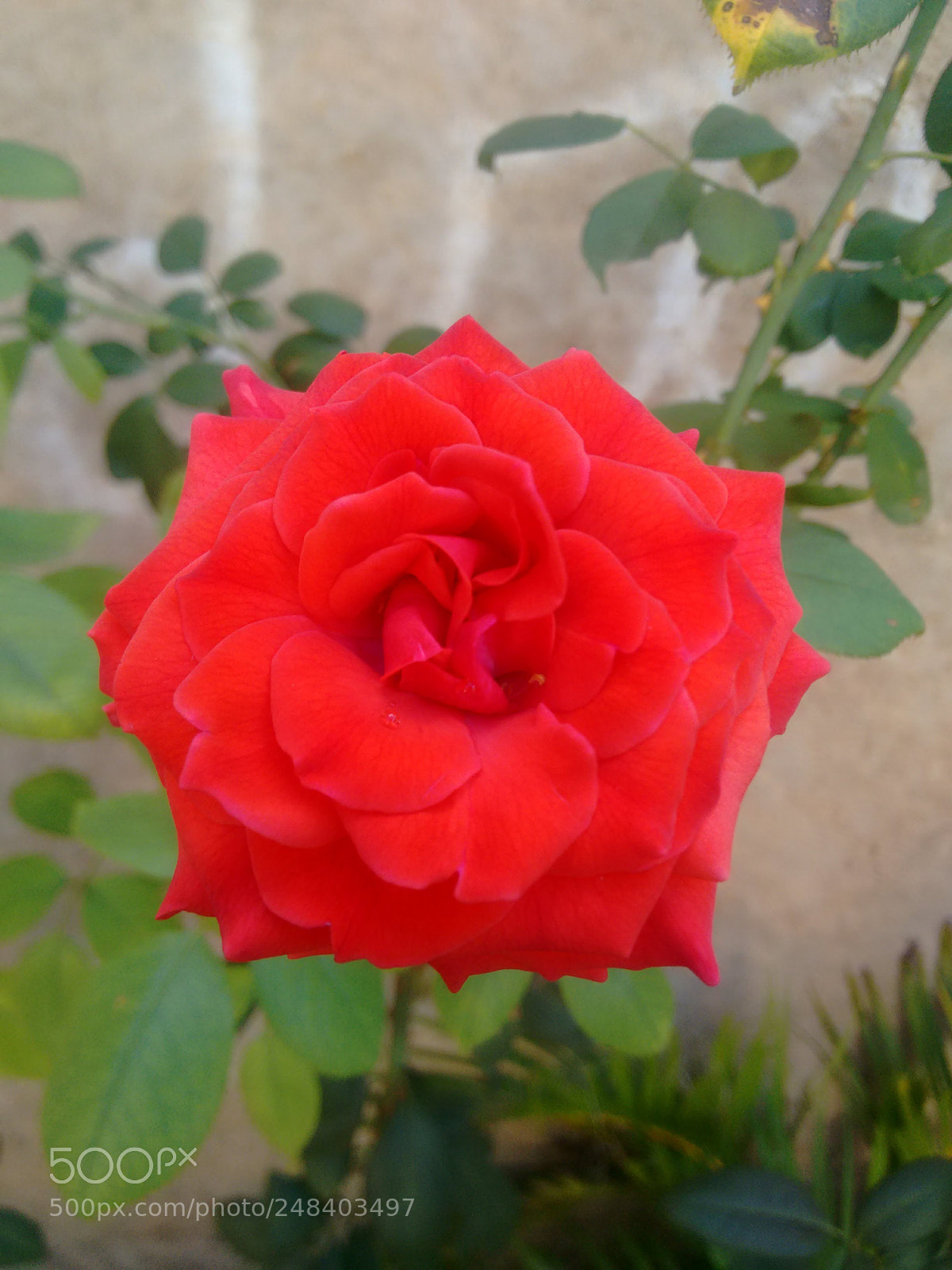 Motorola Moto G (2nd Gen) sample photo. Flowers photography