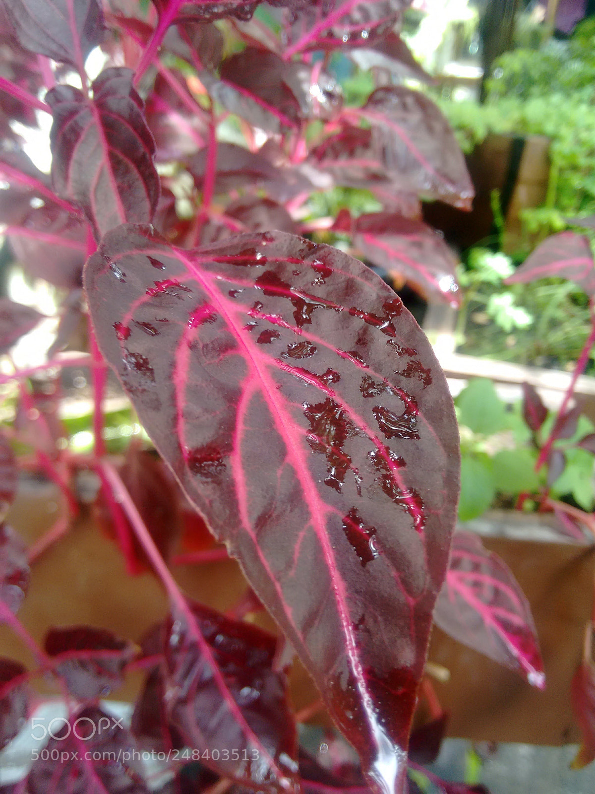 Motorola Moto G (2nd Gen) sample photo. Folhas photography