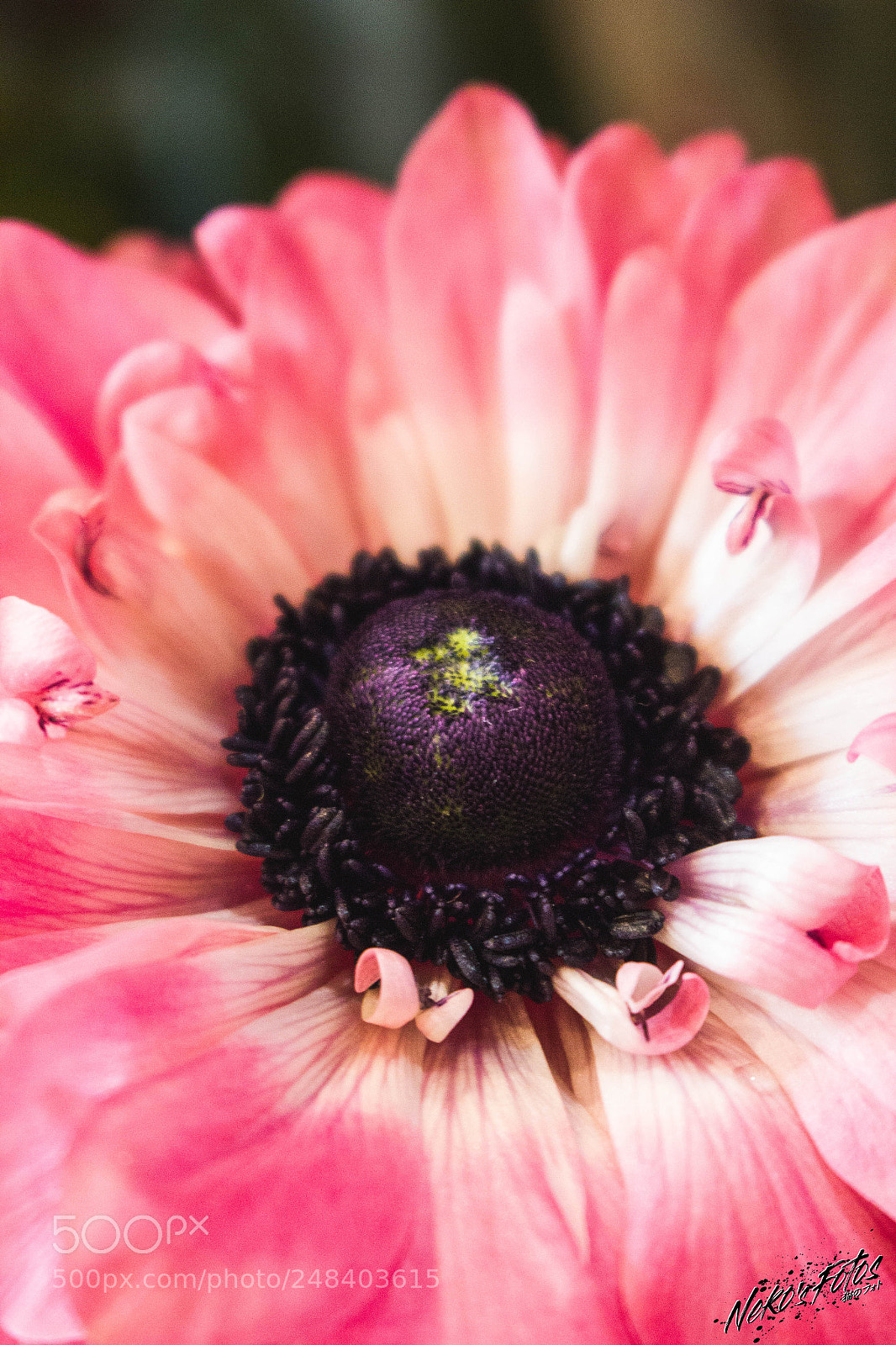 Canon EOS 60D sample photo. Noname12 photography