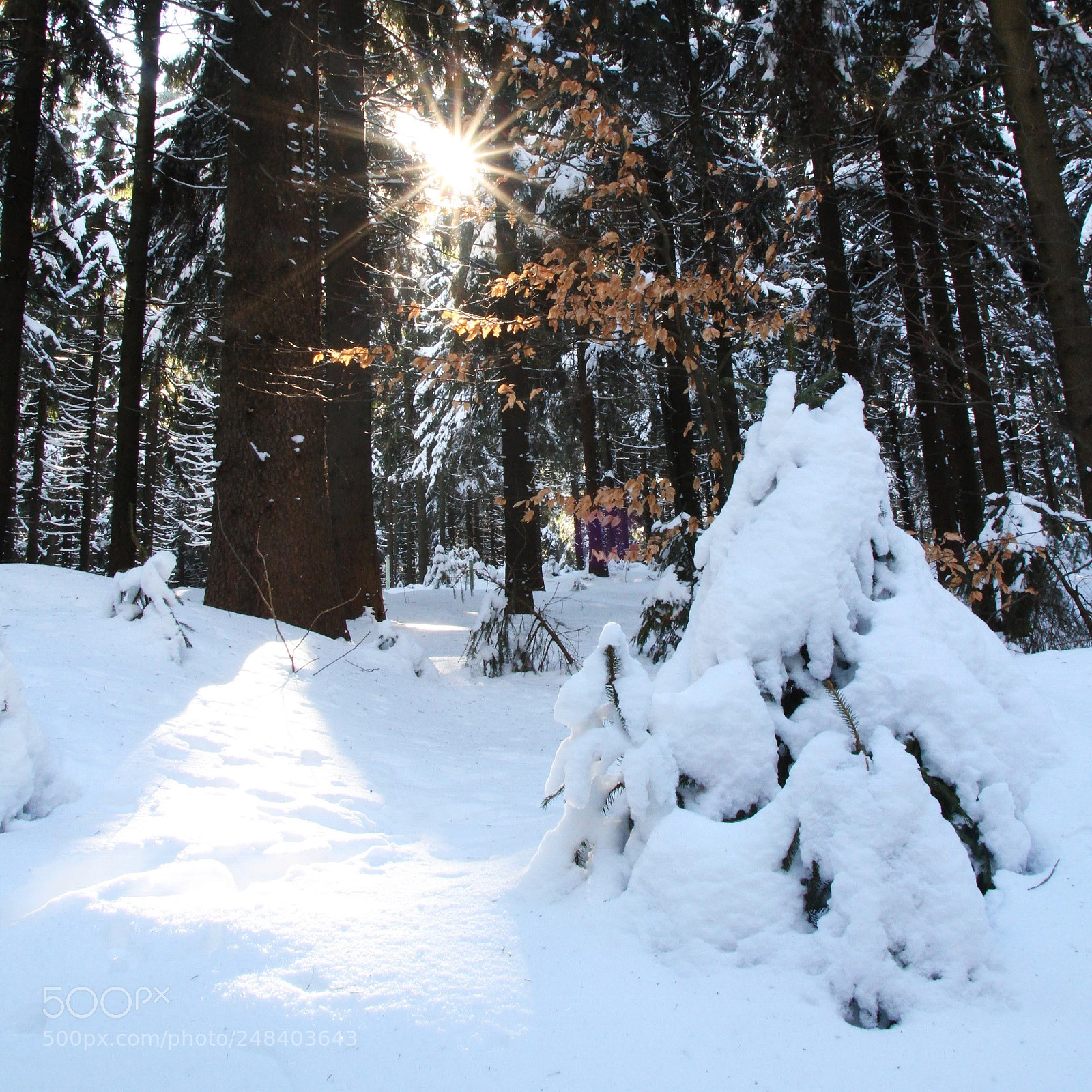 Canon EOS 7D sample photo. Winter photography