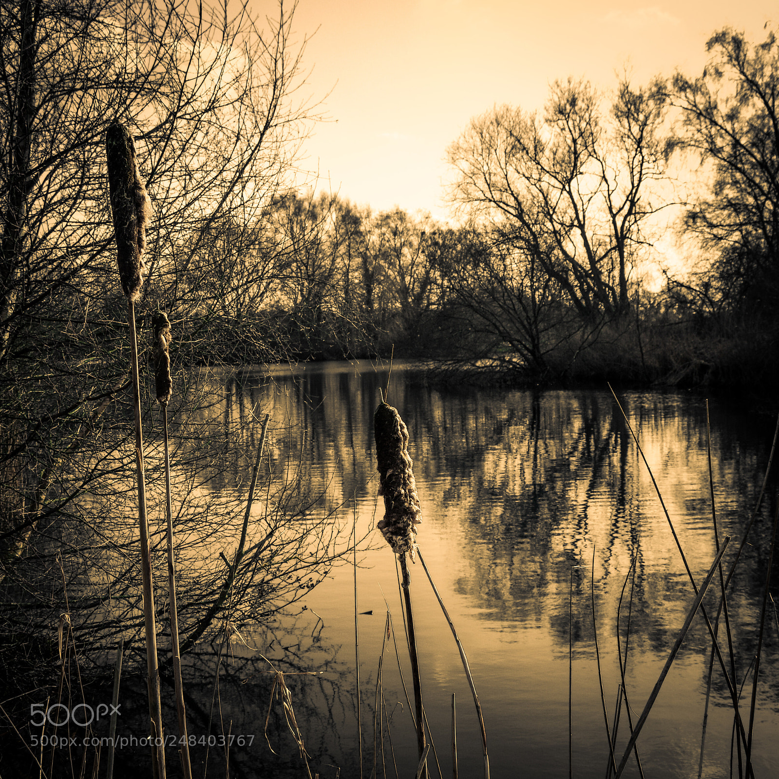 Nikon D500 sample photo. Lakeside silhoutte photography