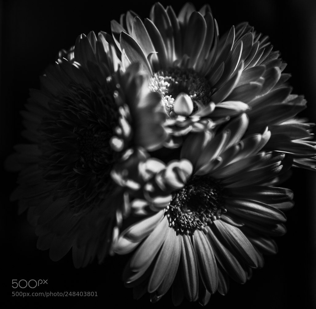 Nikon D850 sample photo. Untitled photography