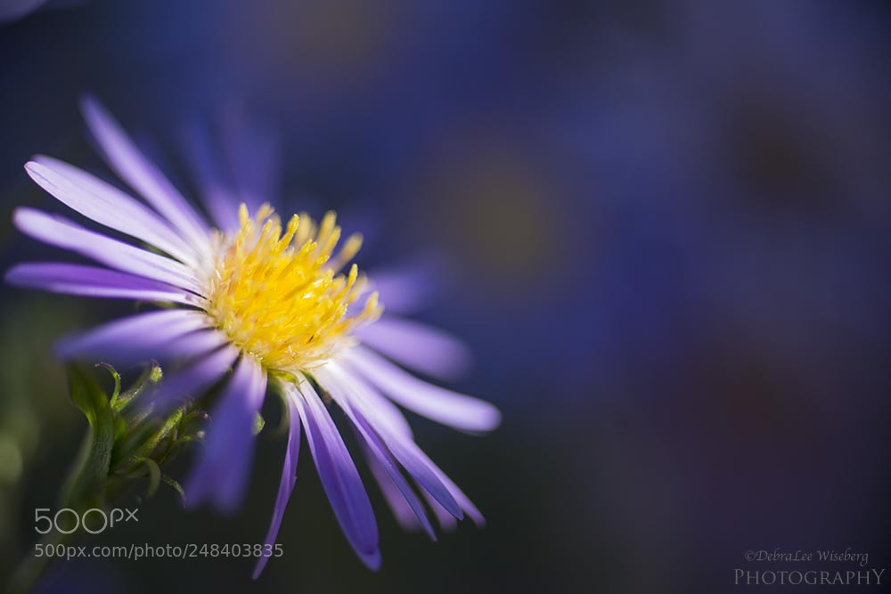 Nikon D800 sample photo. Lilac dream photography