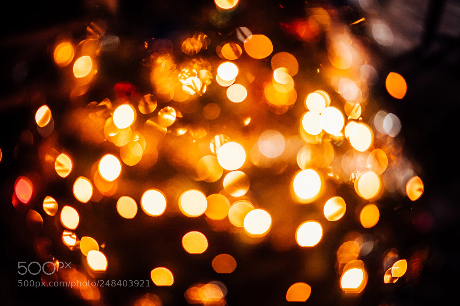 Nikon D700 sample photo. Bokeh magic photography