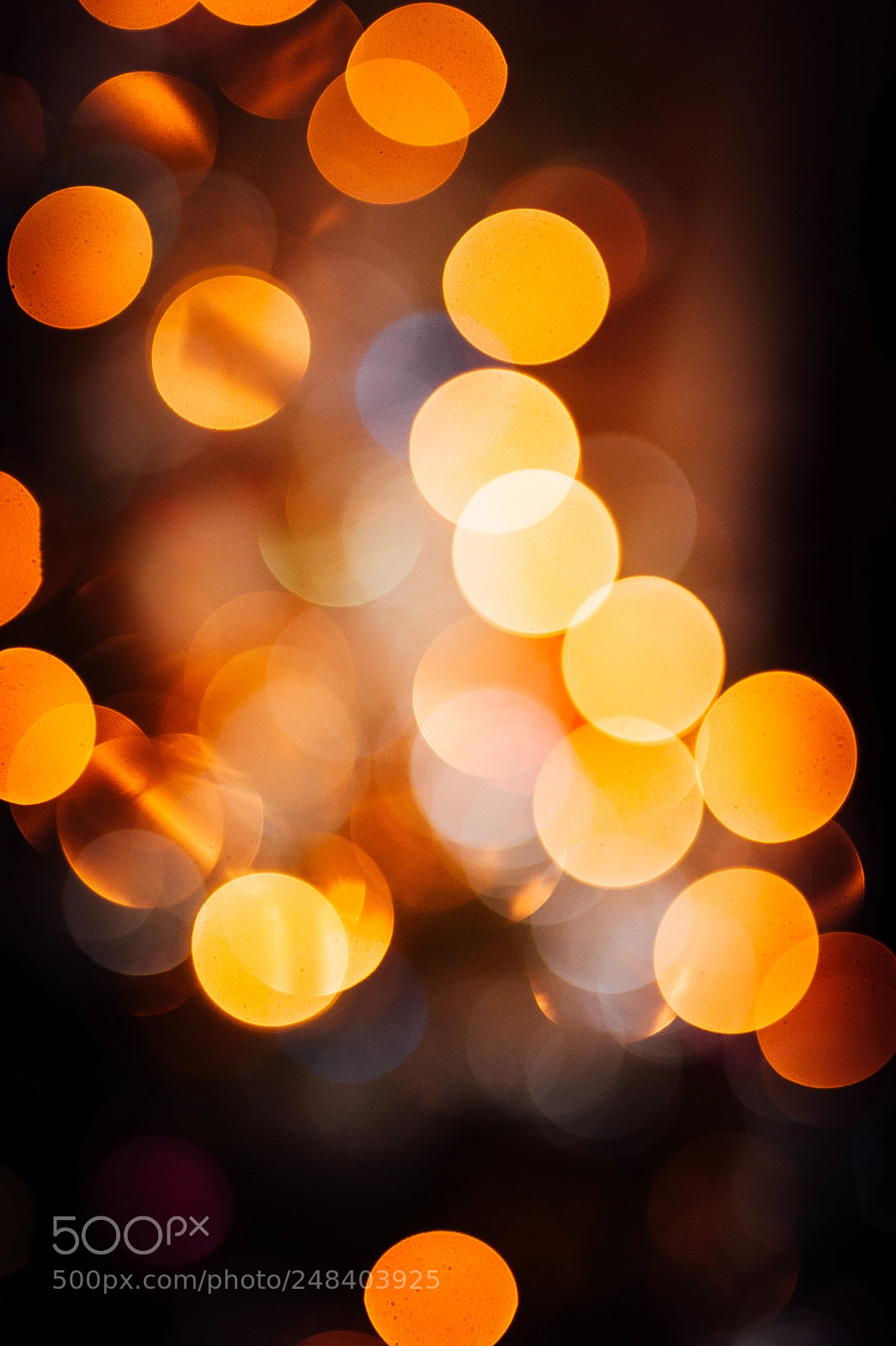 Nikon D700 sample photo. Bokeh magic photography