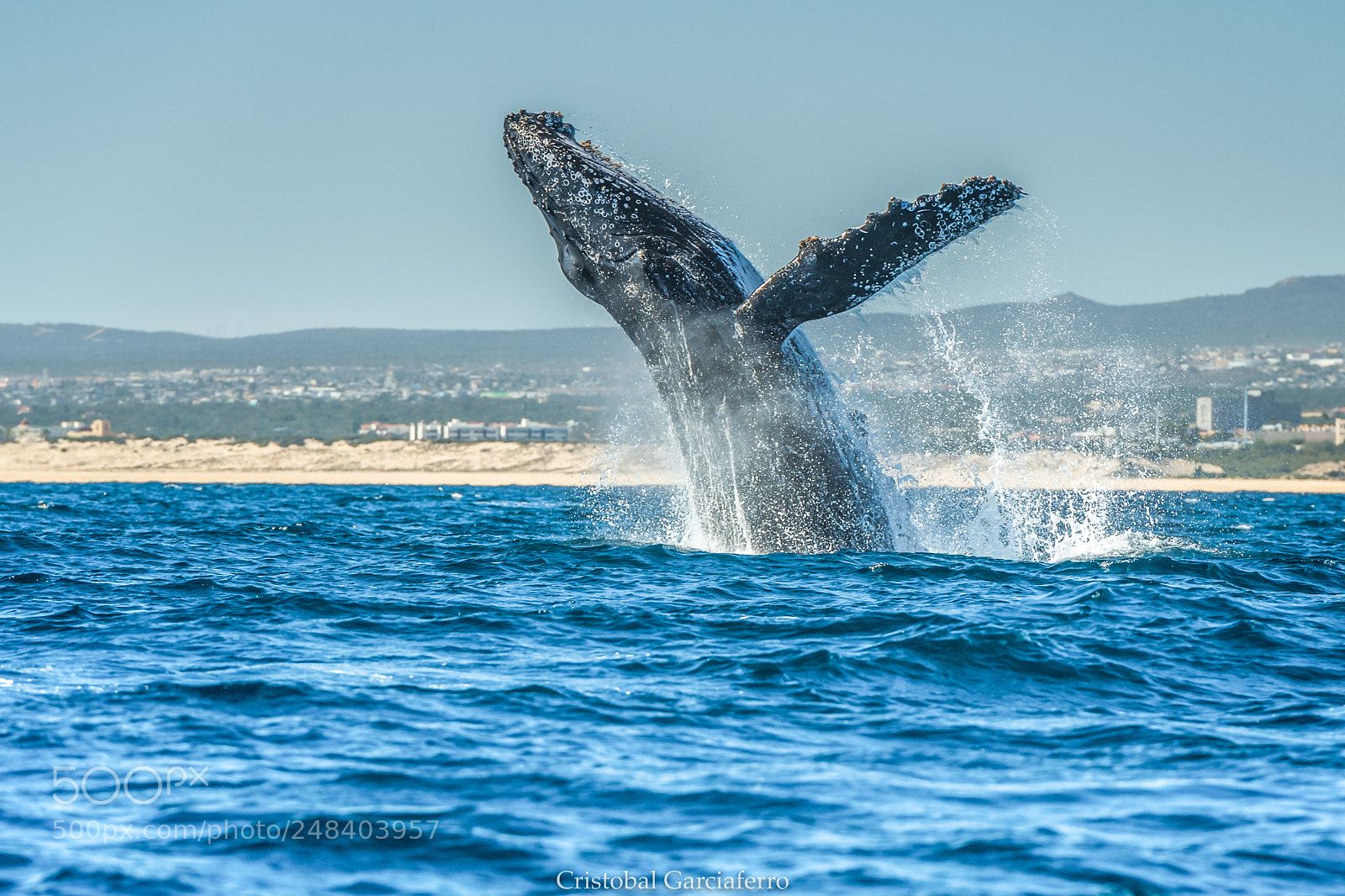 Nikon D5 sample photo. Yubarta whale jumping photography