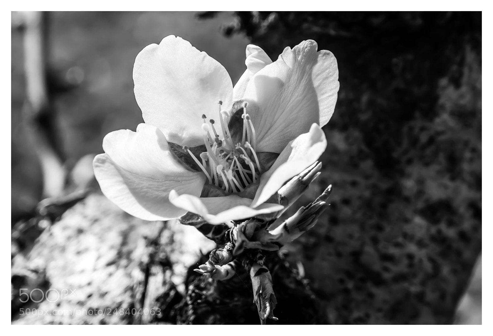 Nikon D7200 sample photo. Naturaleza en b&n photography