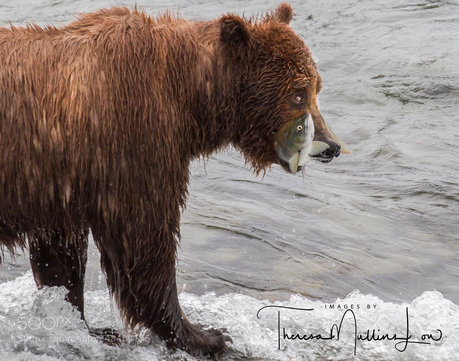 Canon EOS 7D sample photo. Alaska bear got lunch photography