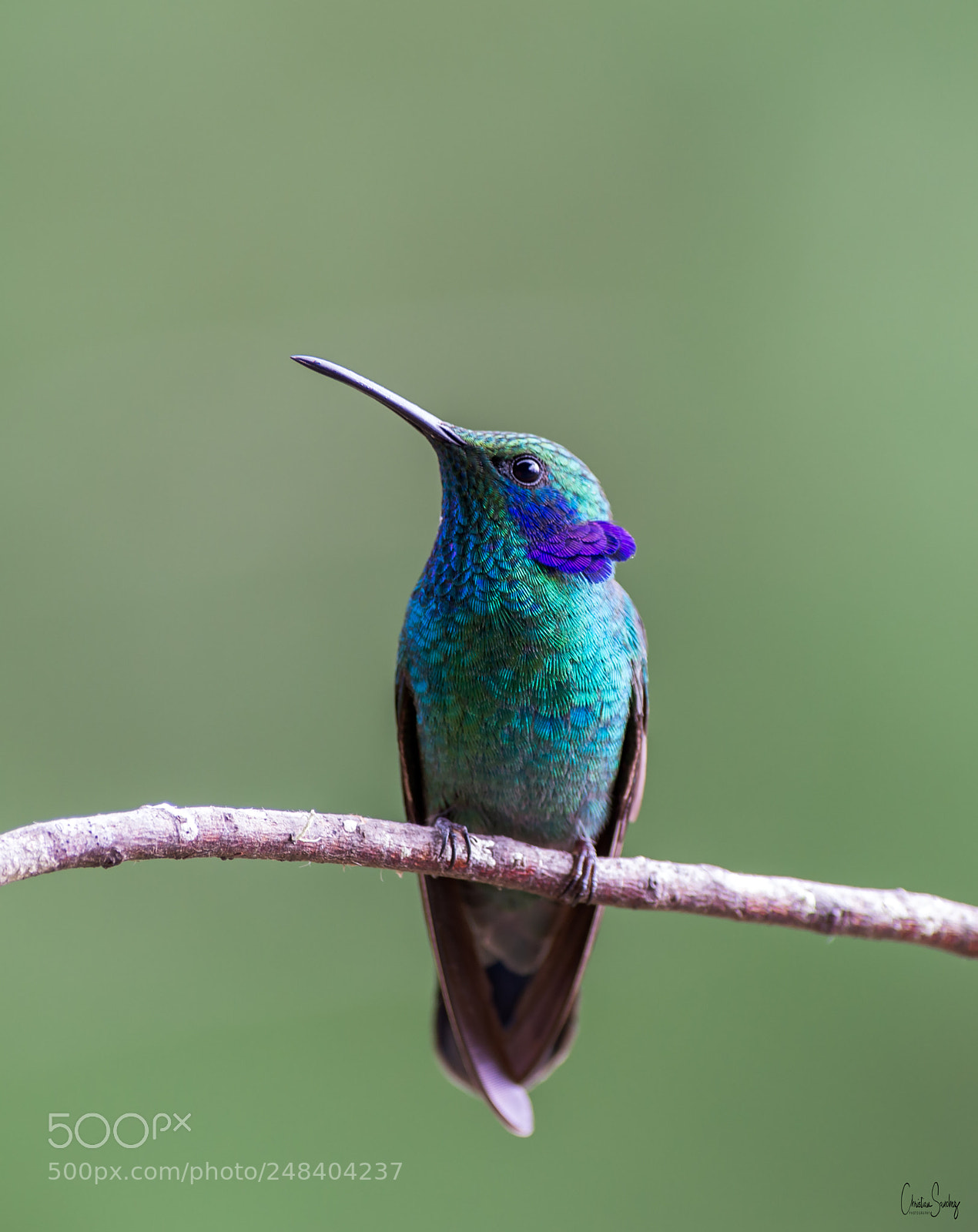 Nikon D4 sample photo. Lesser violetear, photography