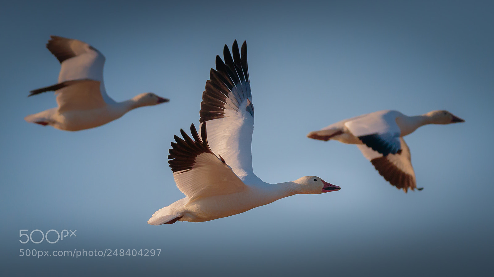 Canon EOS 7D Mark II sample photo. Snow geese photography