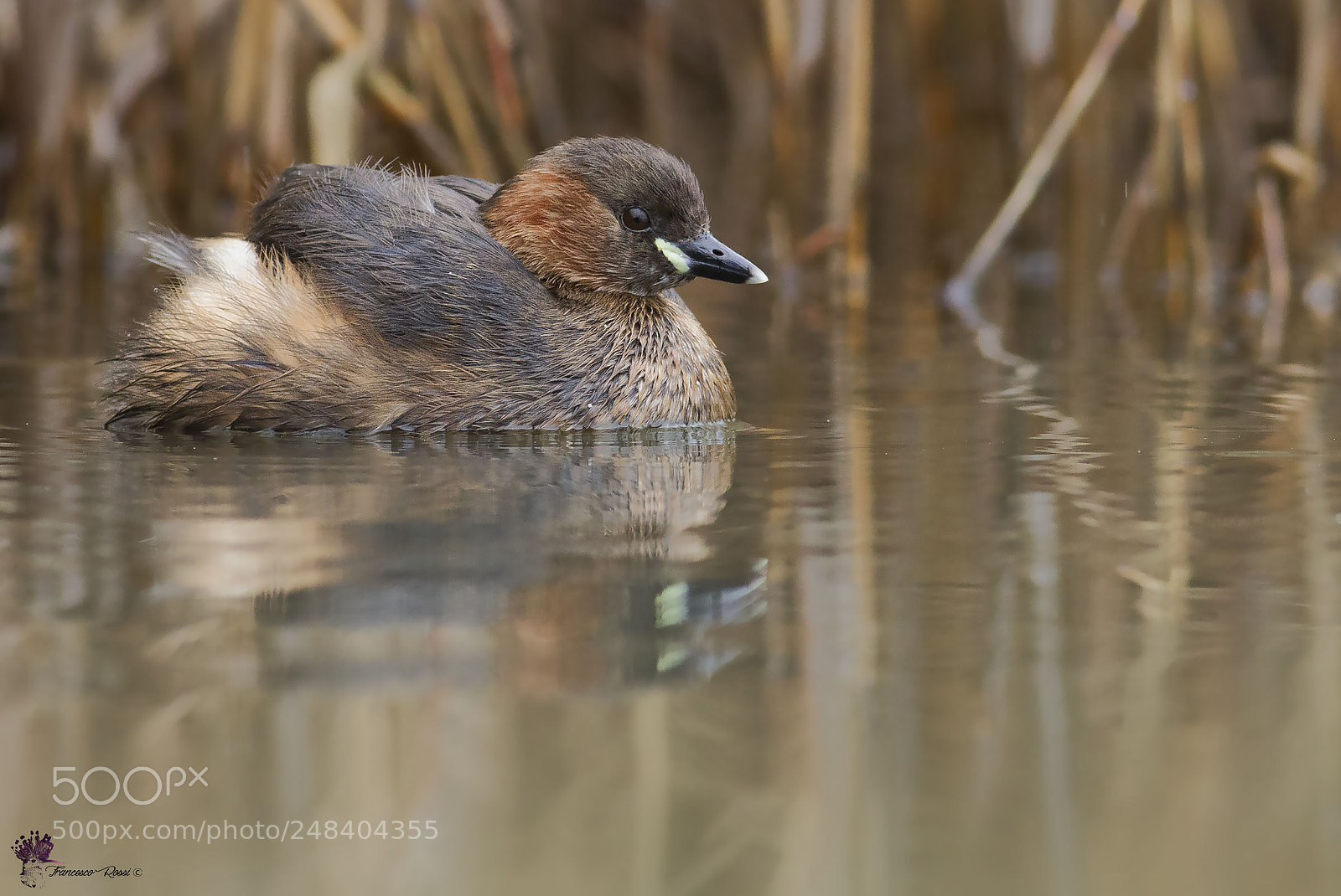 Canon EOS 7D sample photo. Little grebe, tuffetto photography