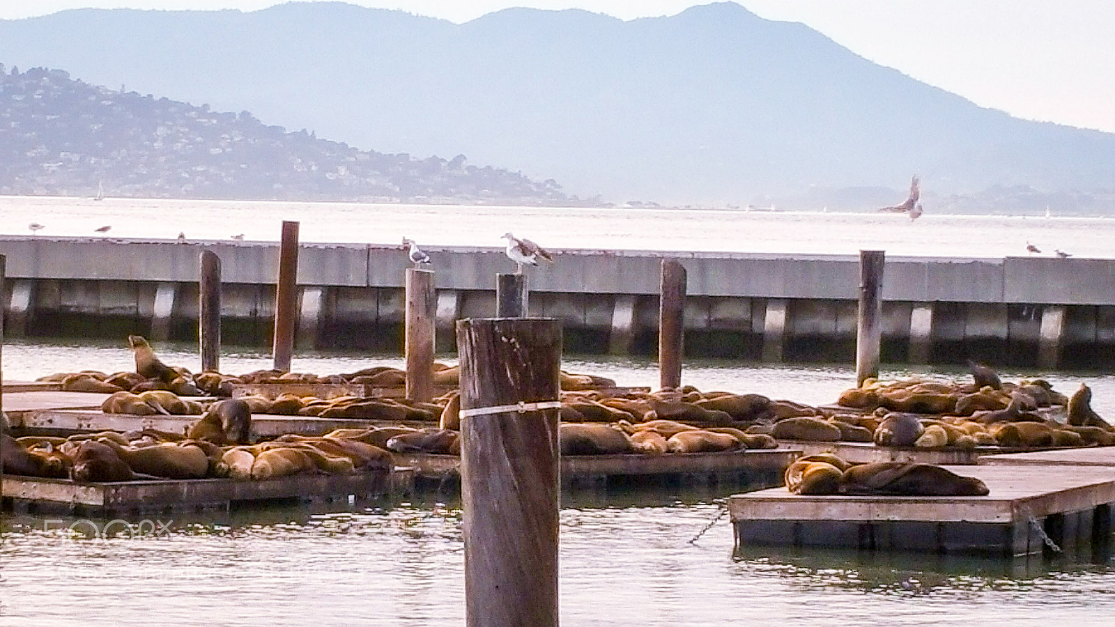 Samsung Galaxy Note4 sample photo. Pier 39 photography
