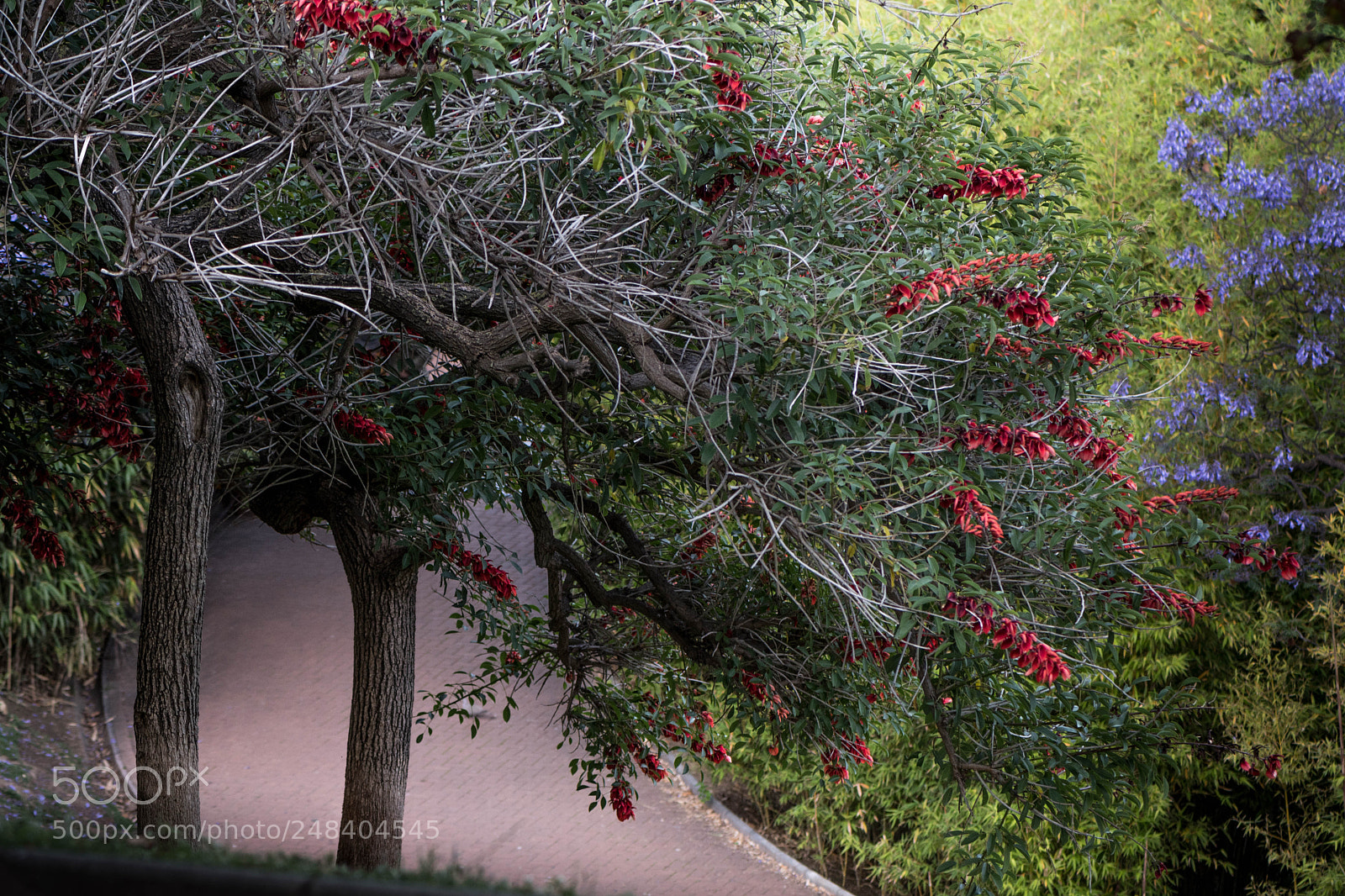 Nikon D500 sample photo. Colors in spring photography