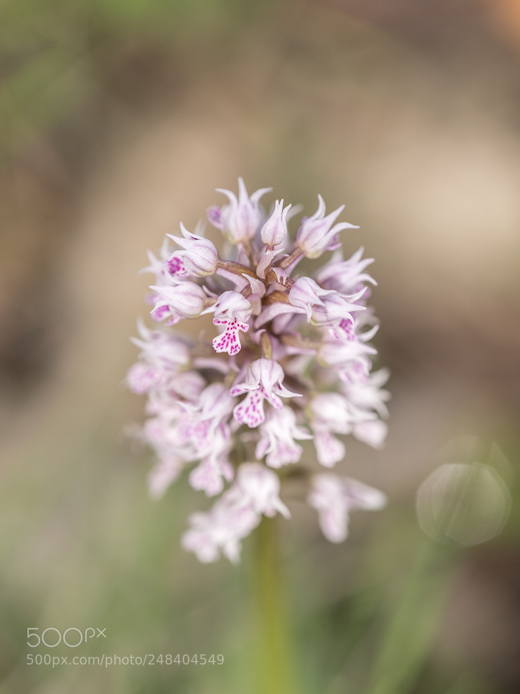 Sony a99 II sample photo. Orchis conica photography