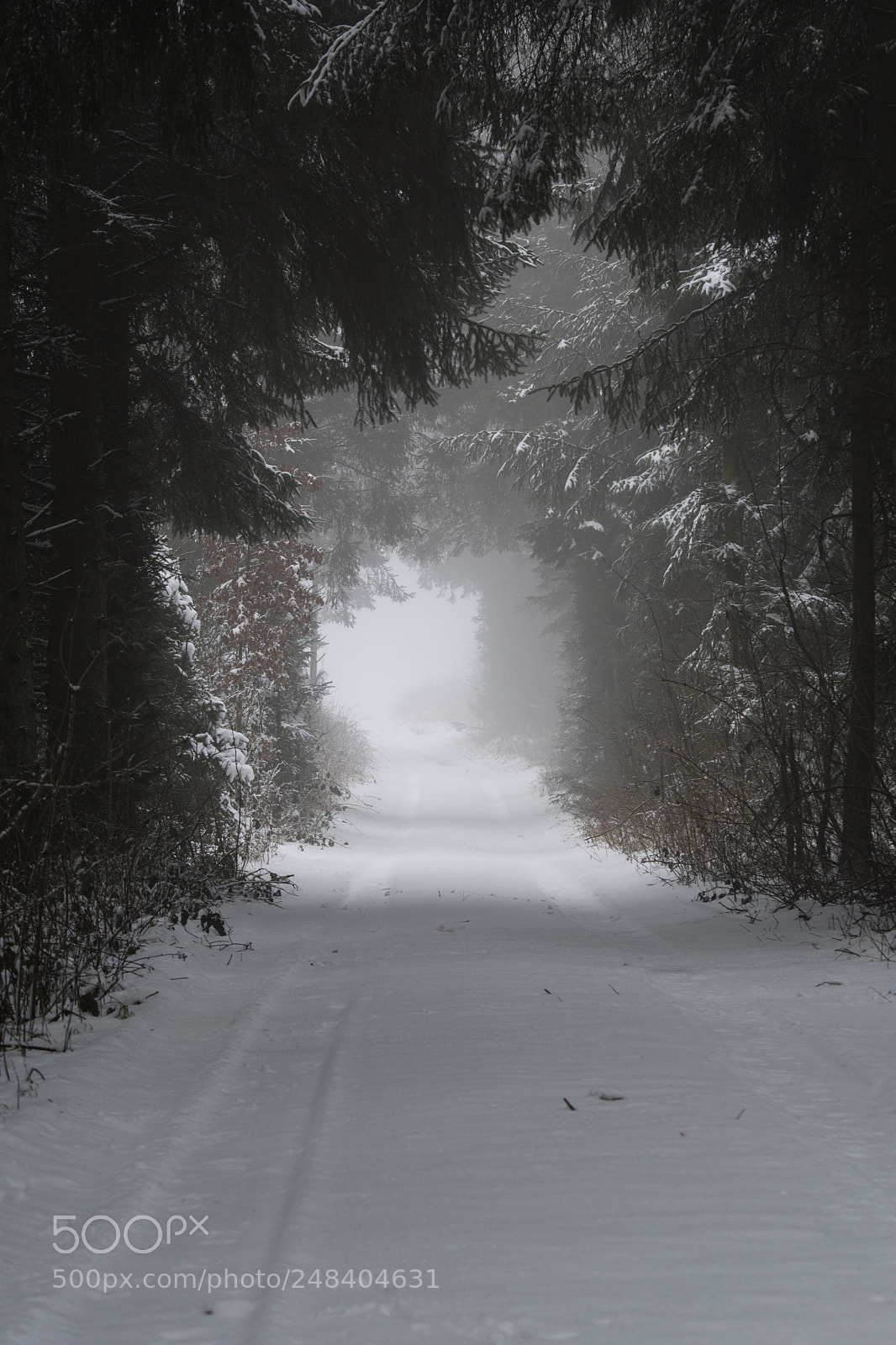 Nikon D500 sample photo. Snow covered driveway photography