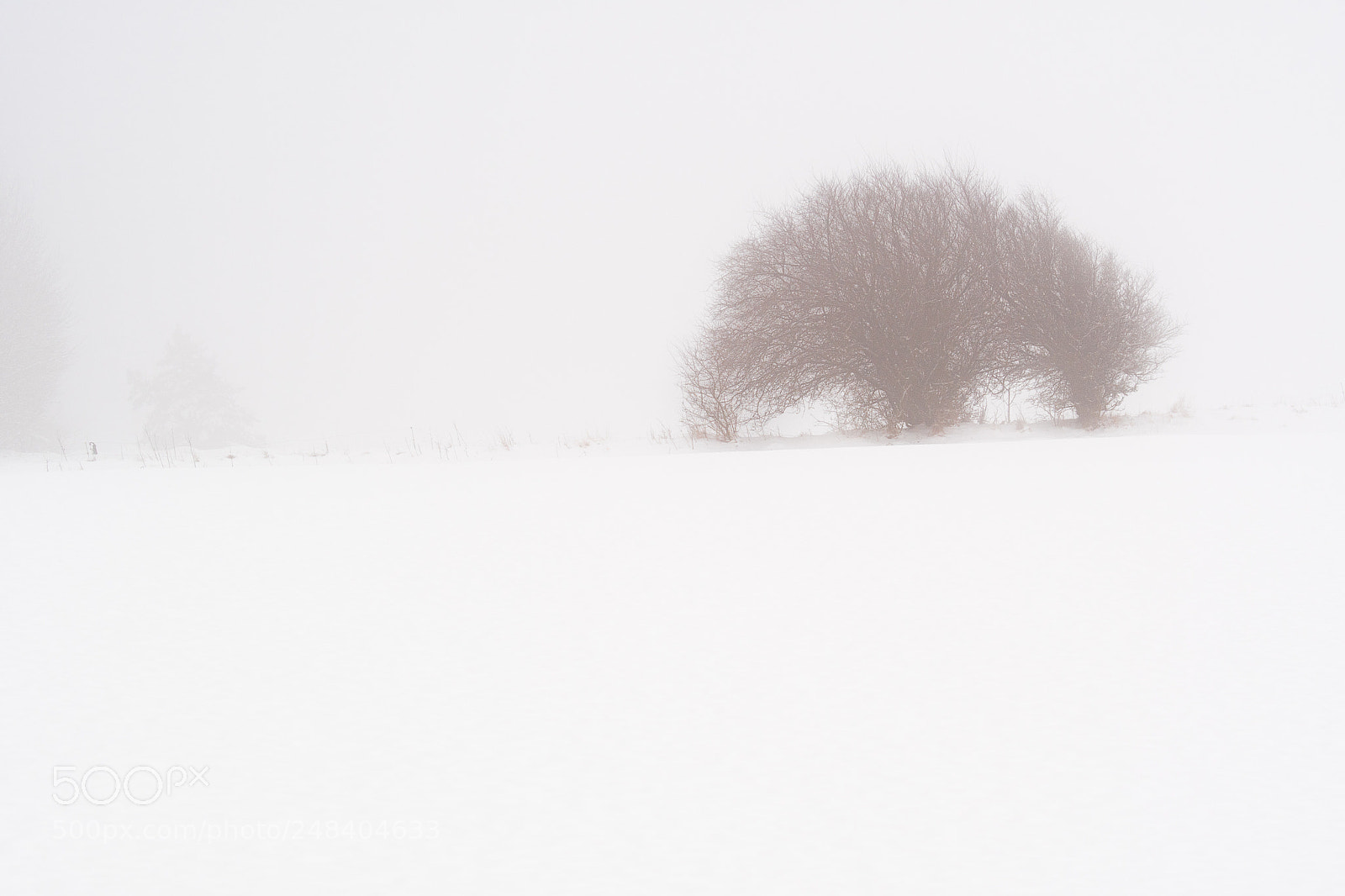 Nikon D500 sample photo. Snow covered photography