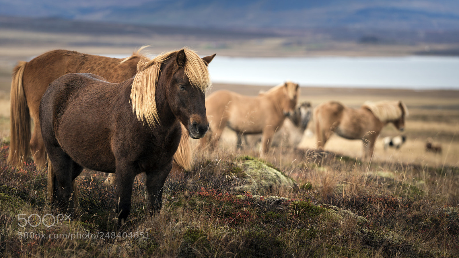 Nikon D800 sample photo. Iceland horses photography