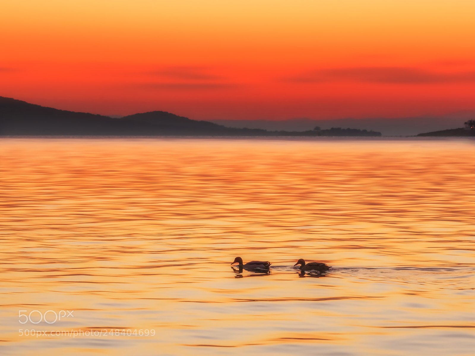 Nikon D810 sample photo. Sea ducks in the photography