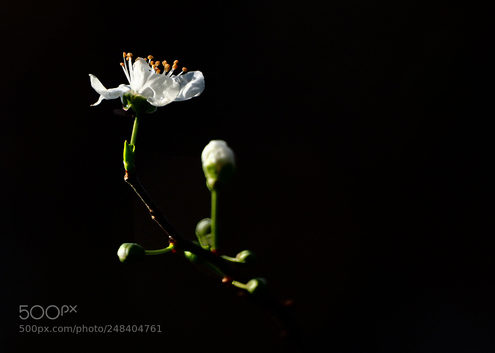 Olympus OM-D E-M1 sample photo. Messenger photography