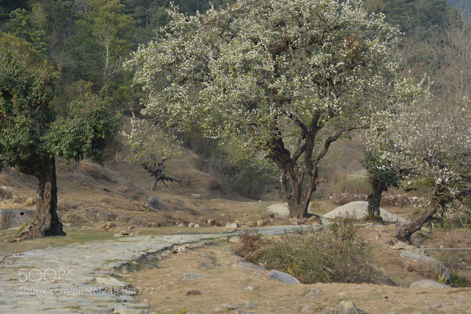 Nikon D5200 sample photo. A path to remember photography