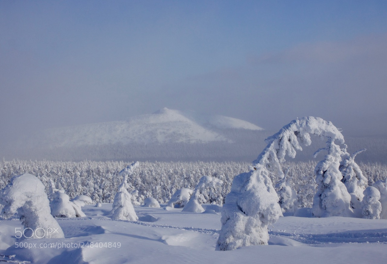 Canon EOS 50D sample photo. Winter open spaces photography