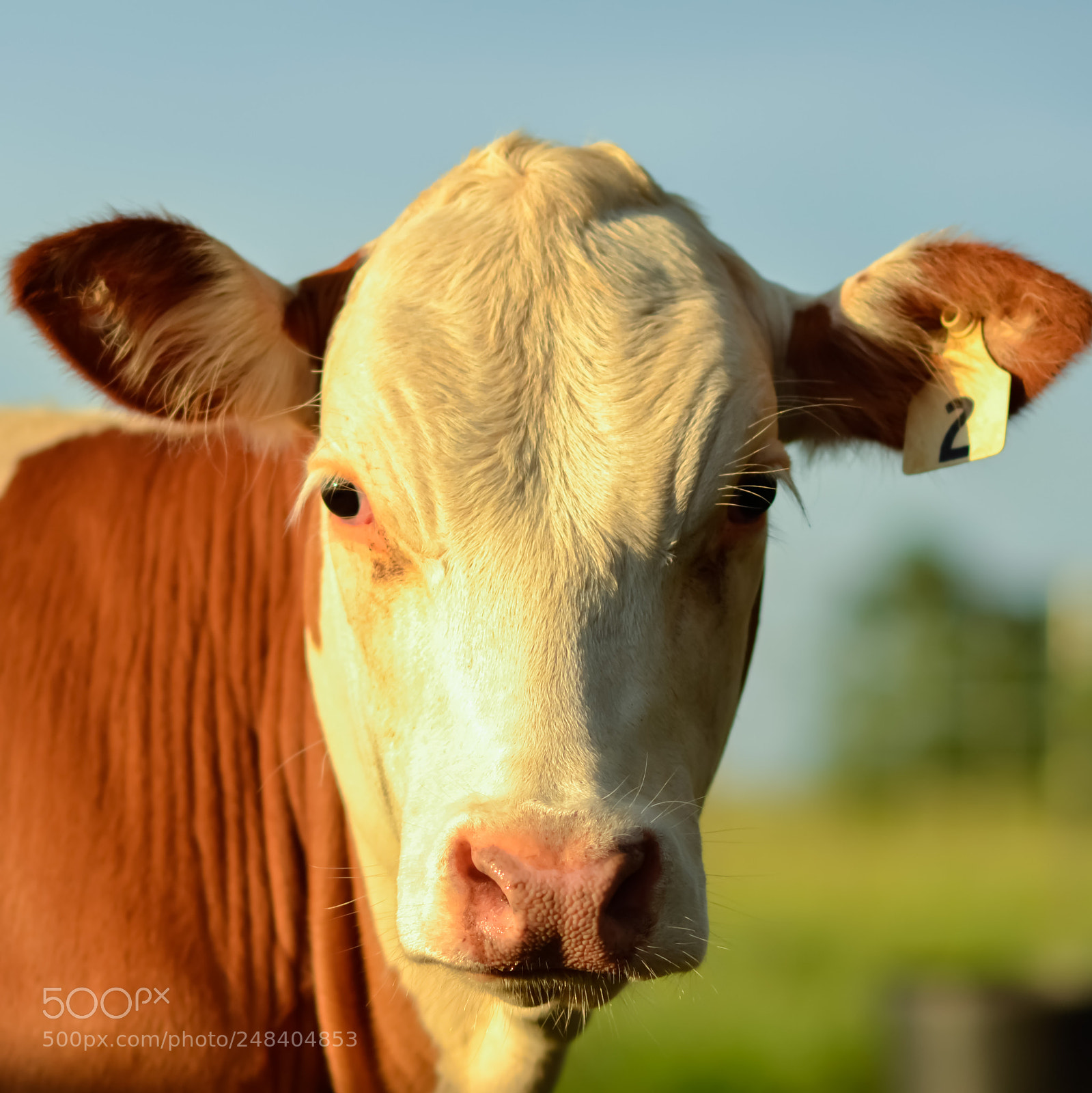 Nikon D3100 sample photo. Heifer portrait photography