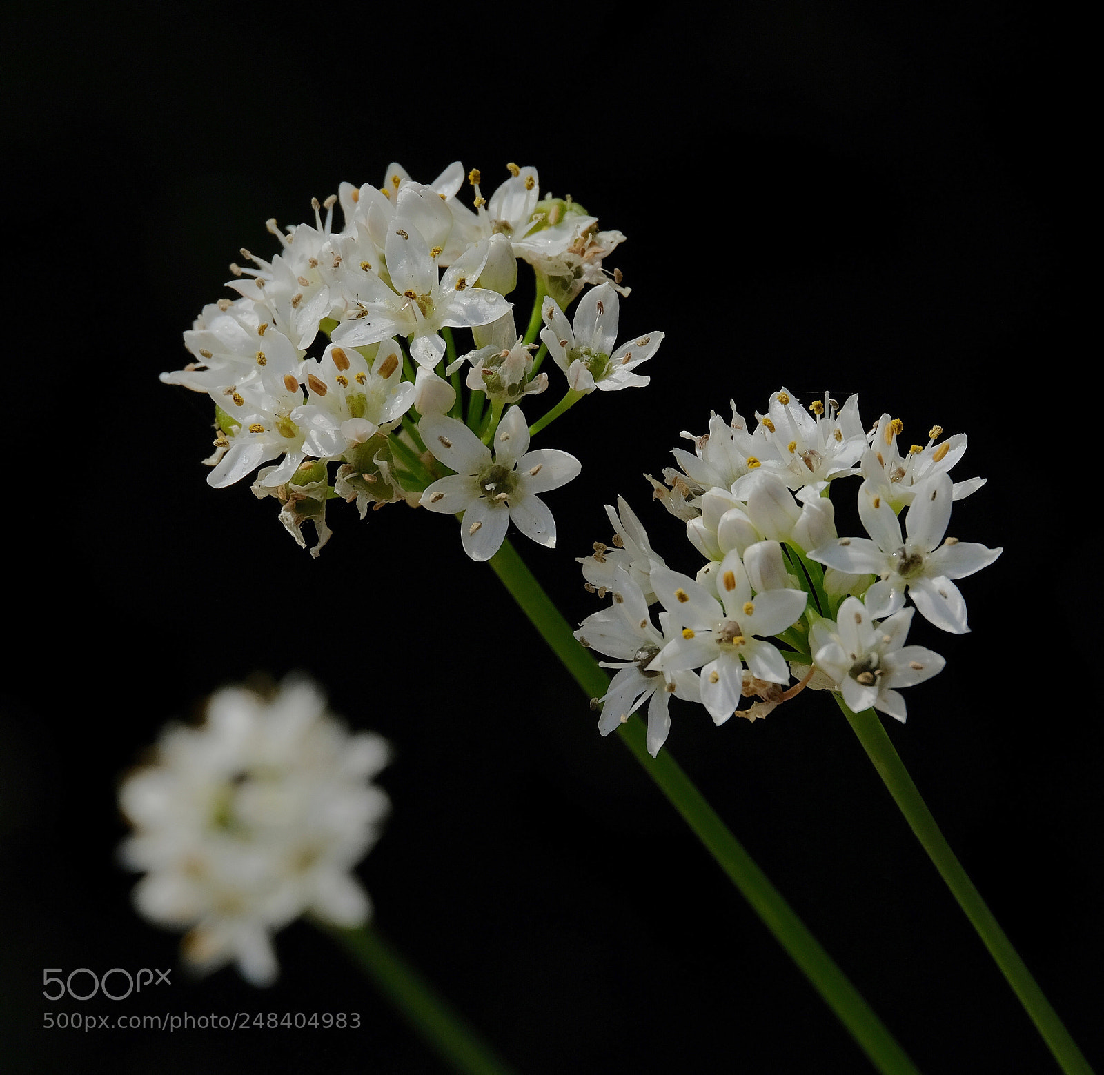 Fujifilm X-T2 sample photo. Wild garlic photography