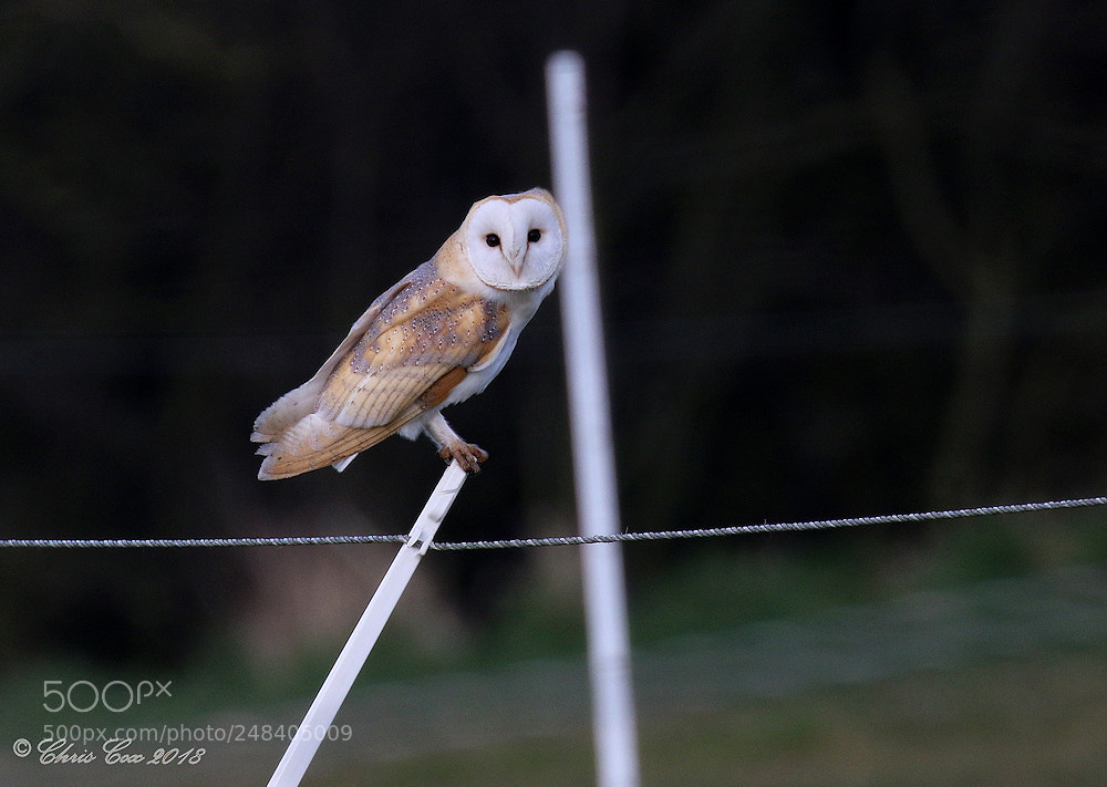Canon EOS 7D Mark II sample photo. Barn owl photography