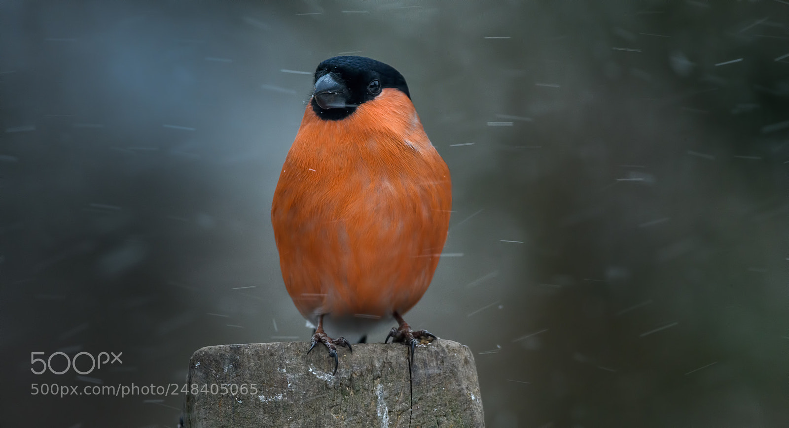 Nikon D500 sample photo. Bullfinch in the snow photography