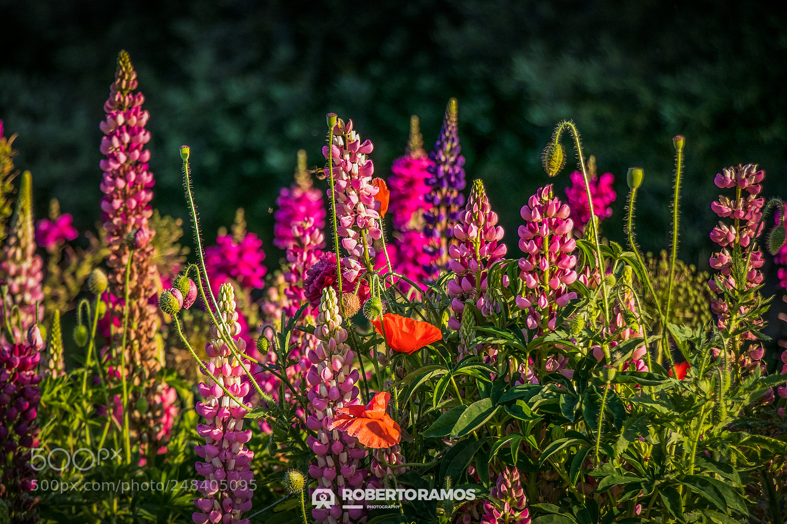 Canon EOS 80D sample photo. The garden photography