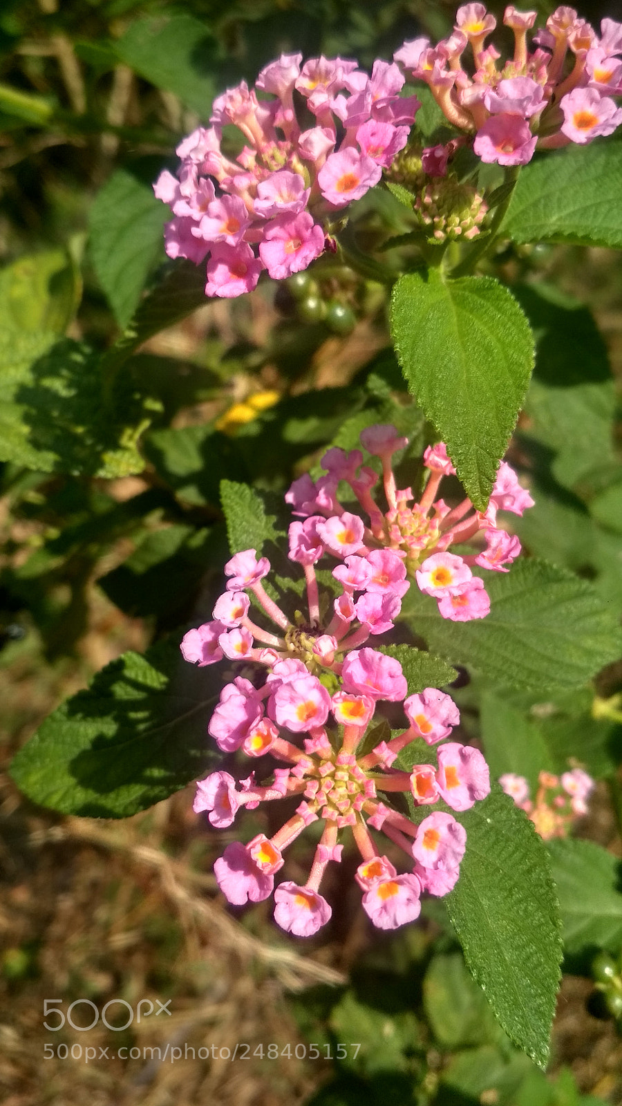 Xiaomi Redmi 4 Pro sample photo. Kongini photography