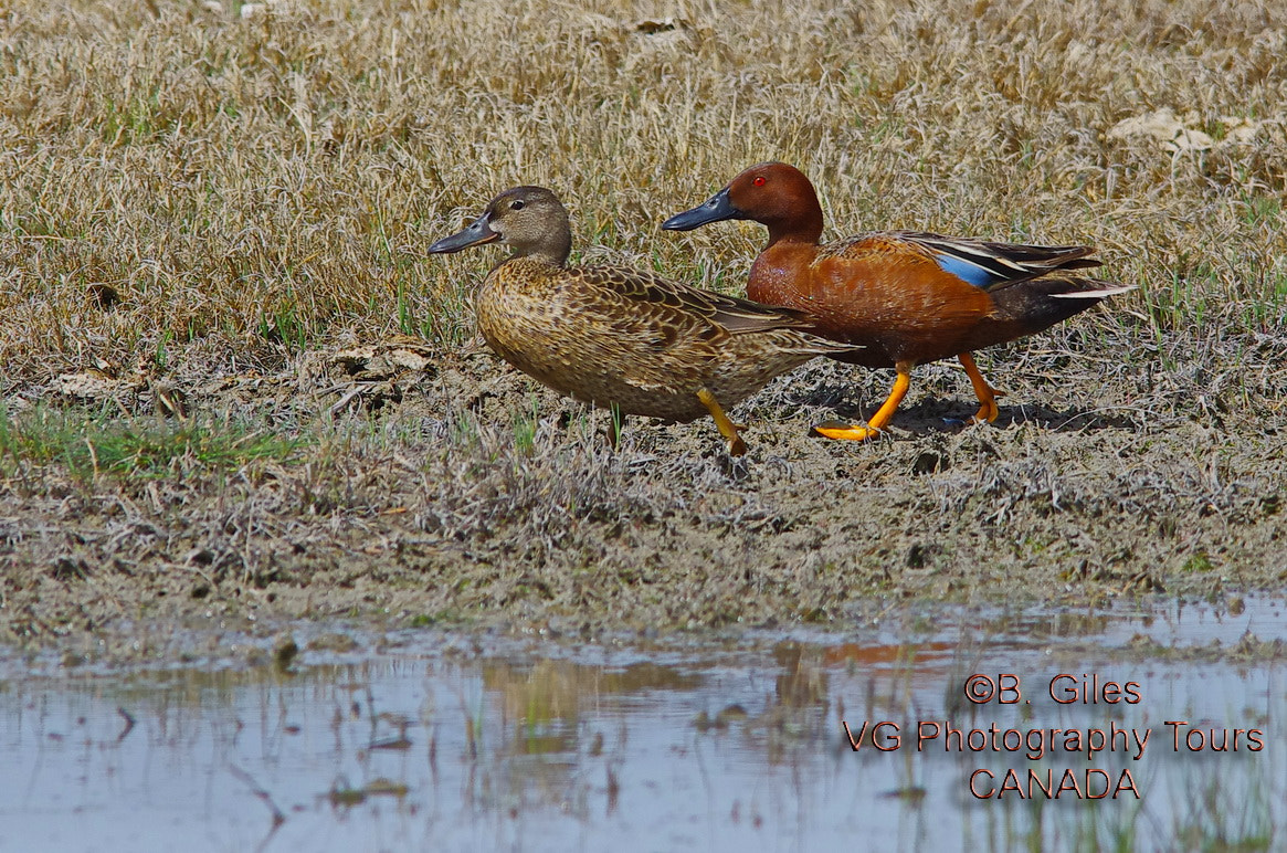 Pentax K-5 IIs + Sigma 150-500mm F5-6.3 DG OS HSM sample photo. Teal walk photography