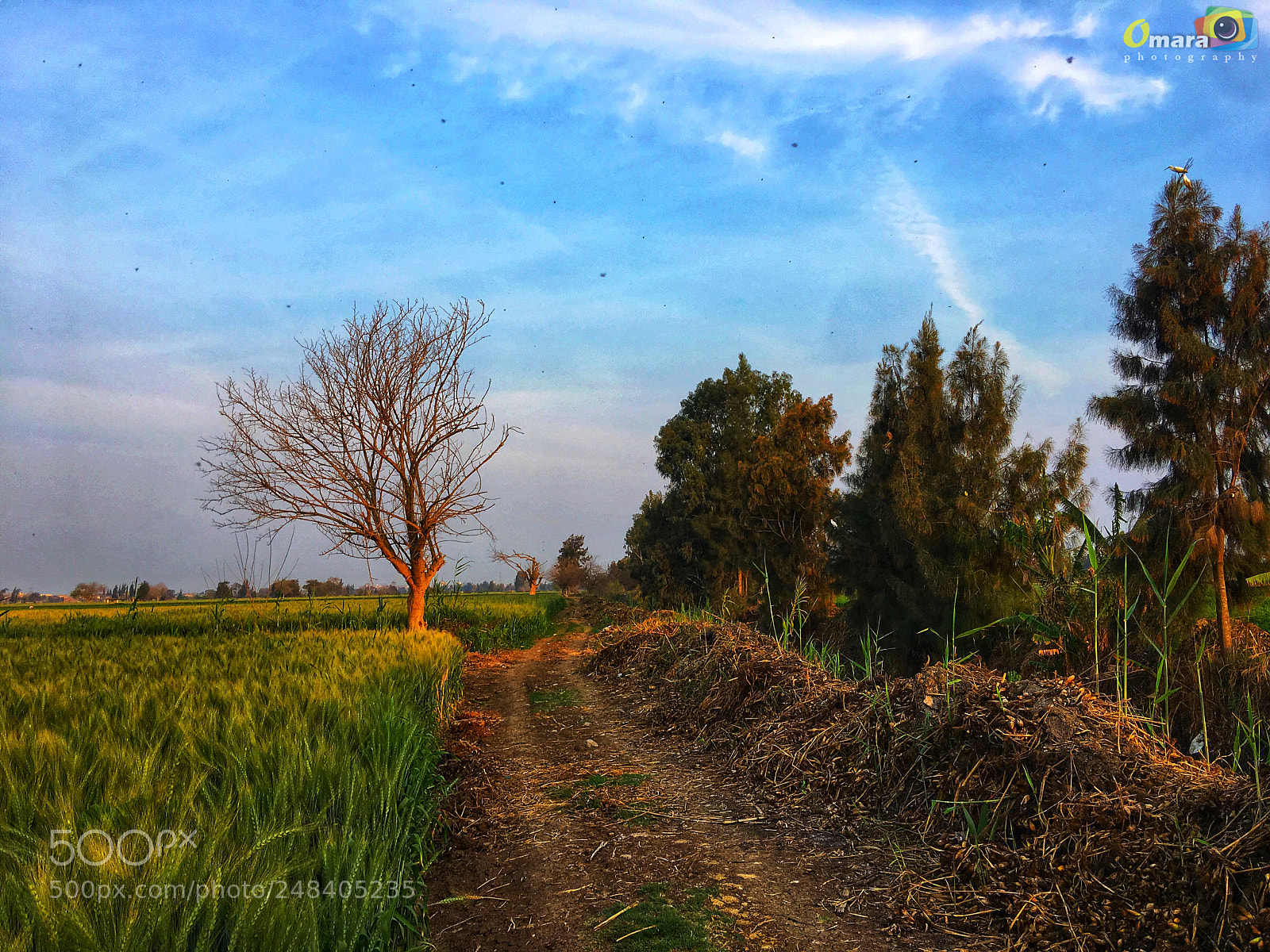 Apple iPhone 6s Plus sample photo. Copy photography