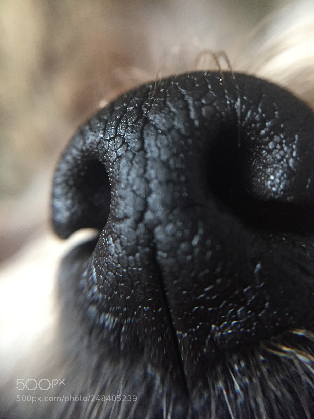 Apple iPhone 6 sample photo. Dog nose)) photography