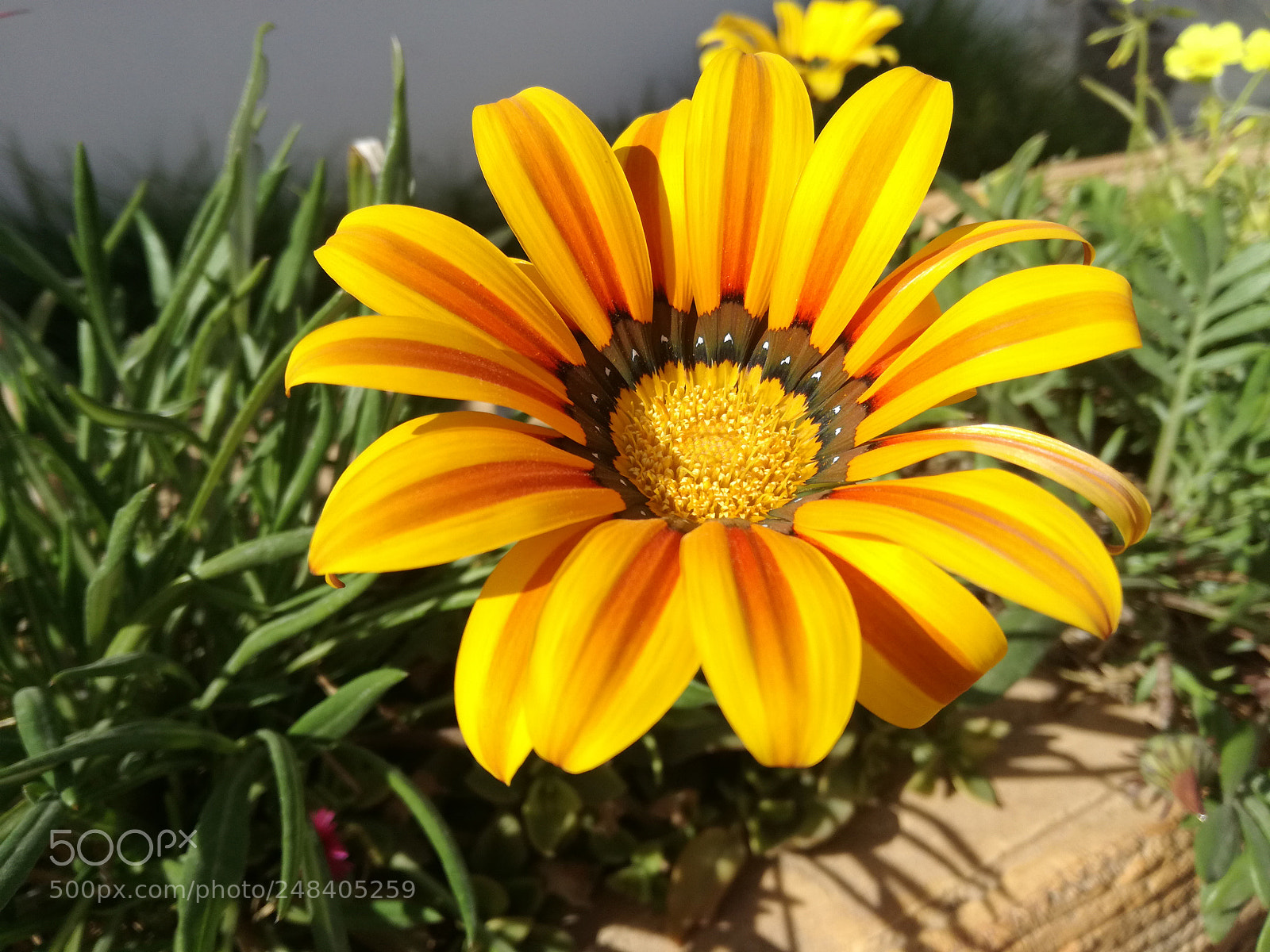 HUAWEI P9 LITE sample photo. Untitled photography