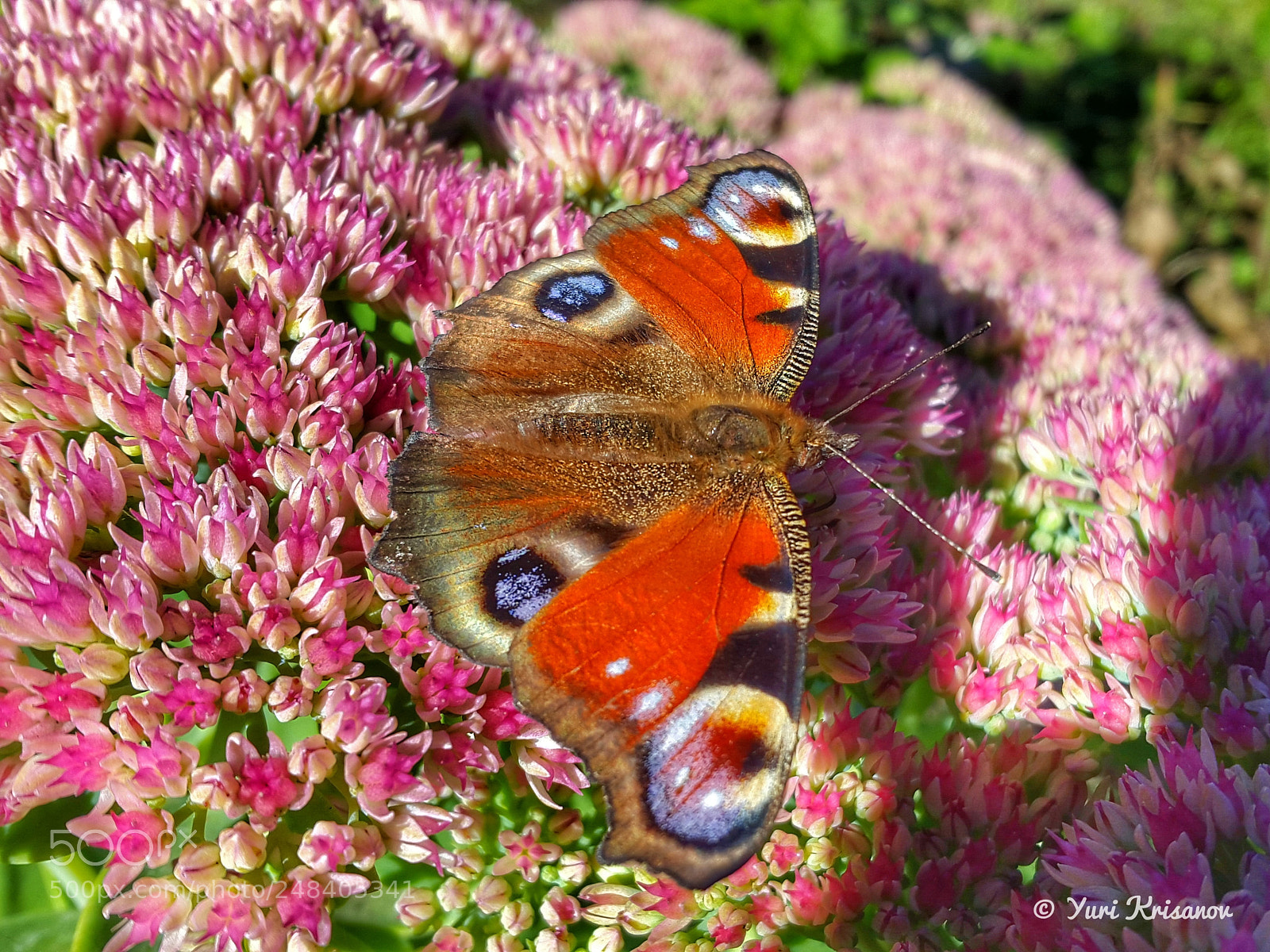 Samsung Galaxy Alpha sample photo. Peacock butterfly photography